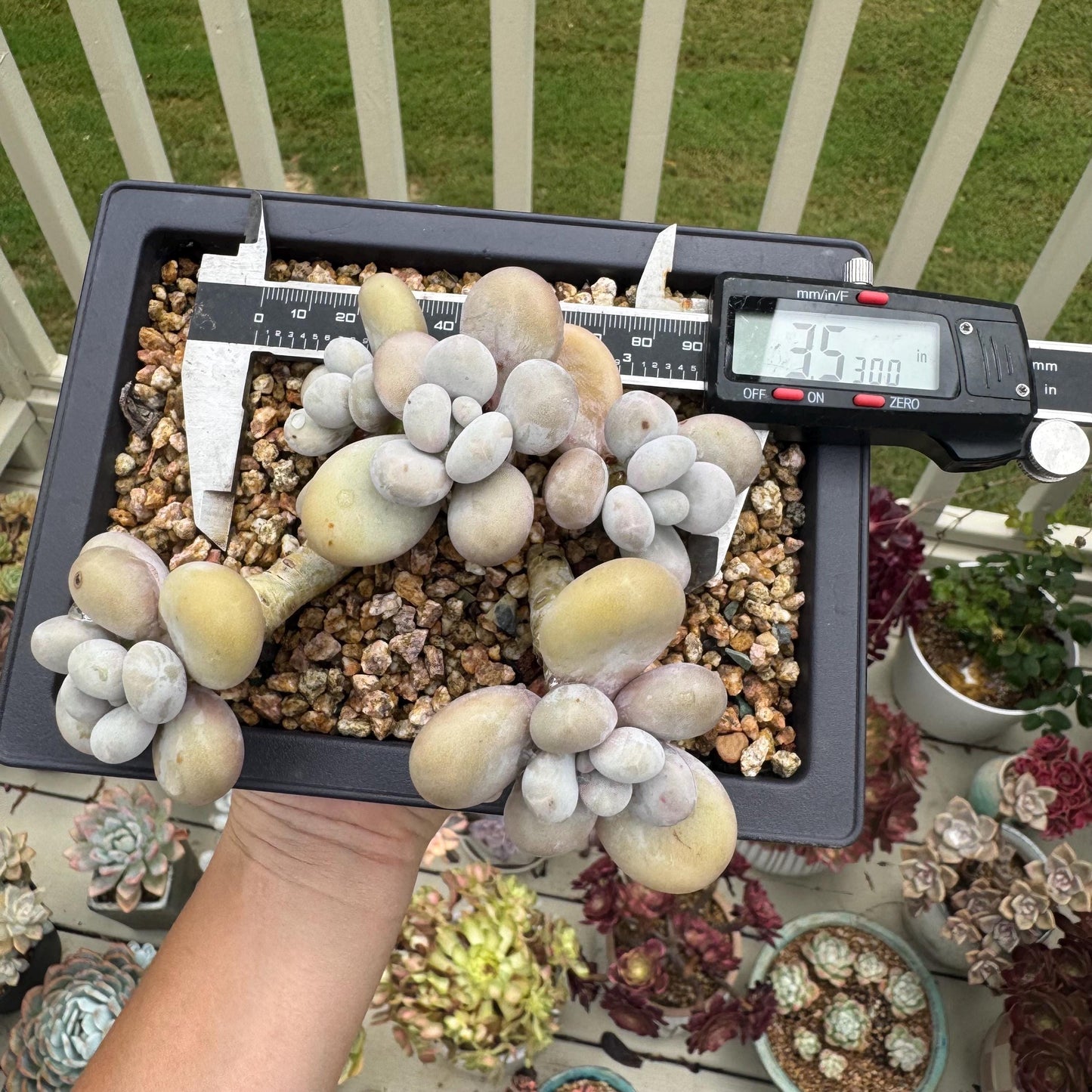 New succulents, Pachyphytum' oviferum cheese' cluster, 3.5inches