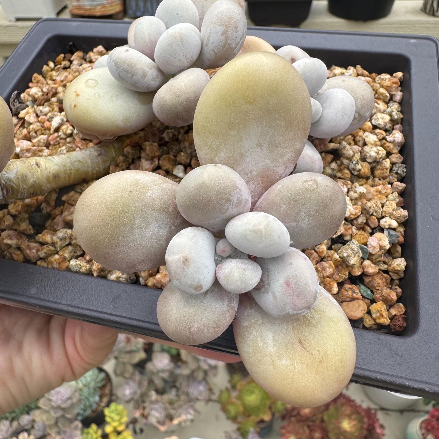 New succulents, Pachyphytum' oviferum cheese' cluster, 3.5inches