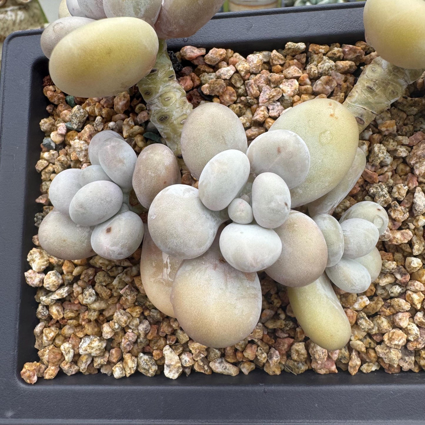 New succulents, Pachyphytum' oviferum cheese' cluster, 3.5inches