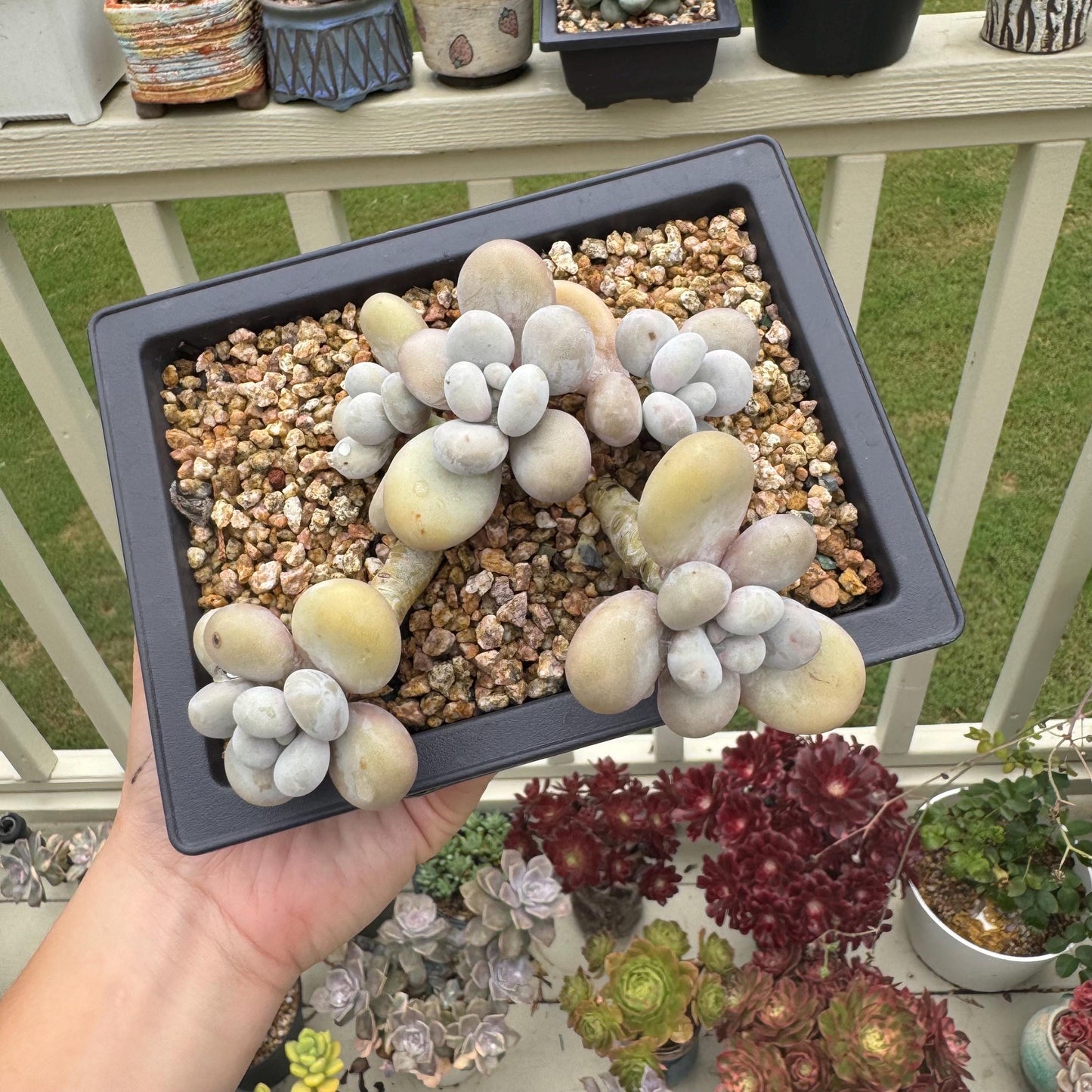 New succulents, Pachyphytum' oviferum cheese' cluster, 3.5inches