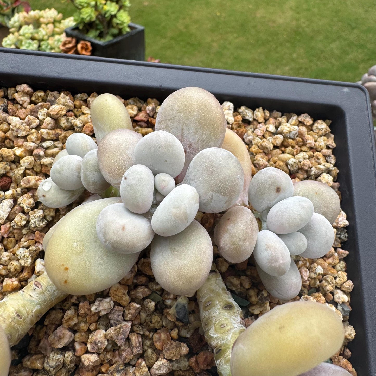New succulents, Pachyphytum' oviferum cheese' cluster, 3.5inches