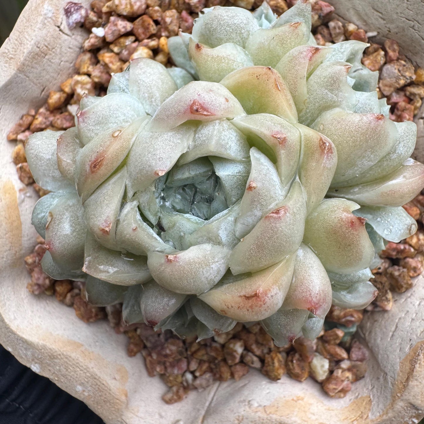 New succulents, Echeveria  ' White  Elegans' cluster, 3.4inches