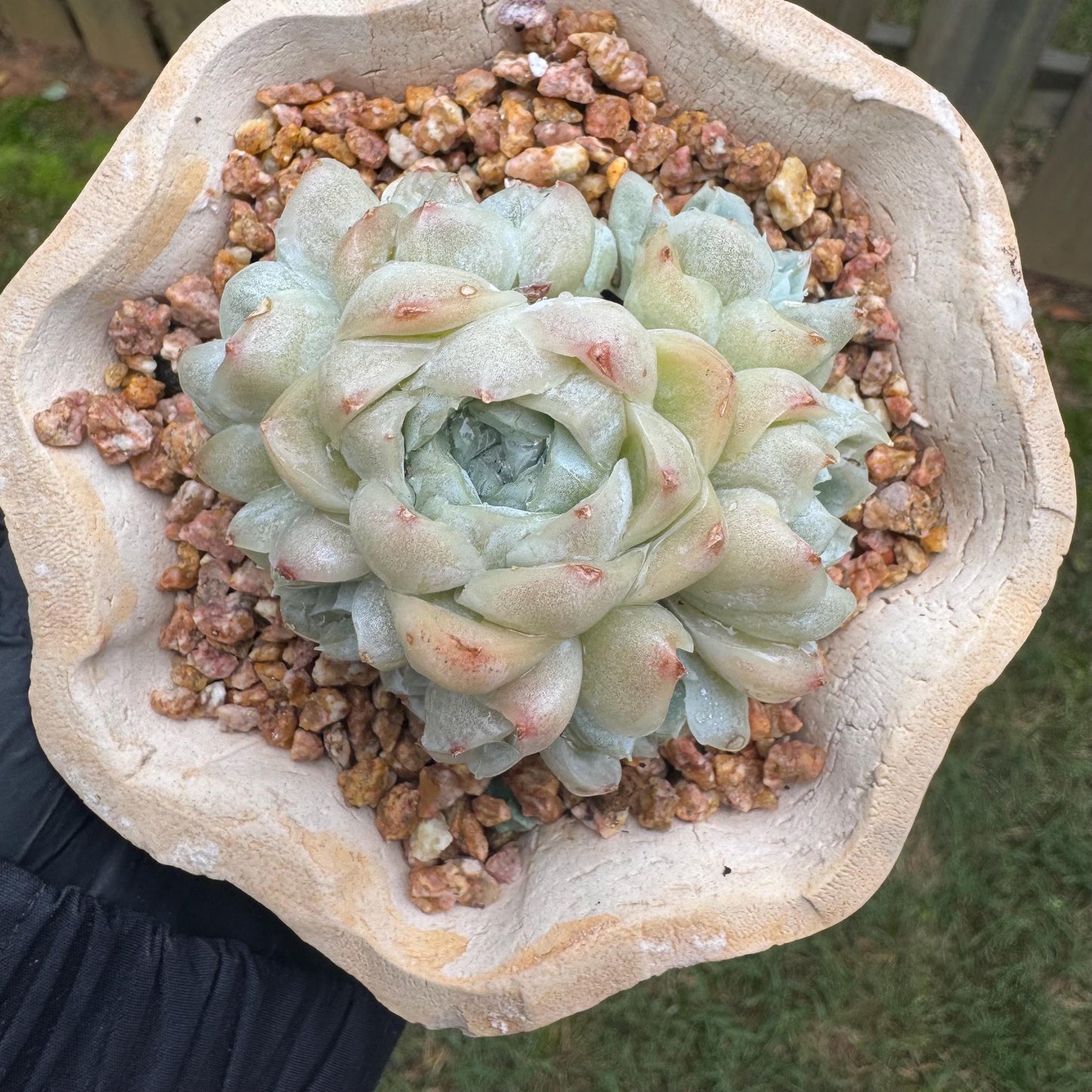New succulents, Echeveria  ' White  Elegans' cluster, 3.4inches