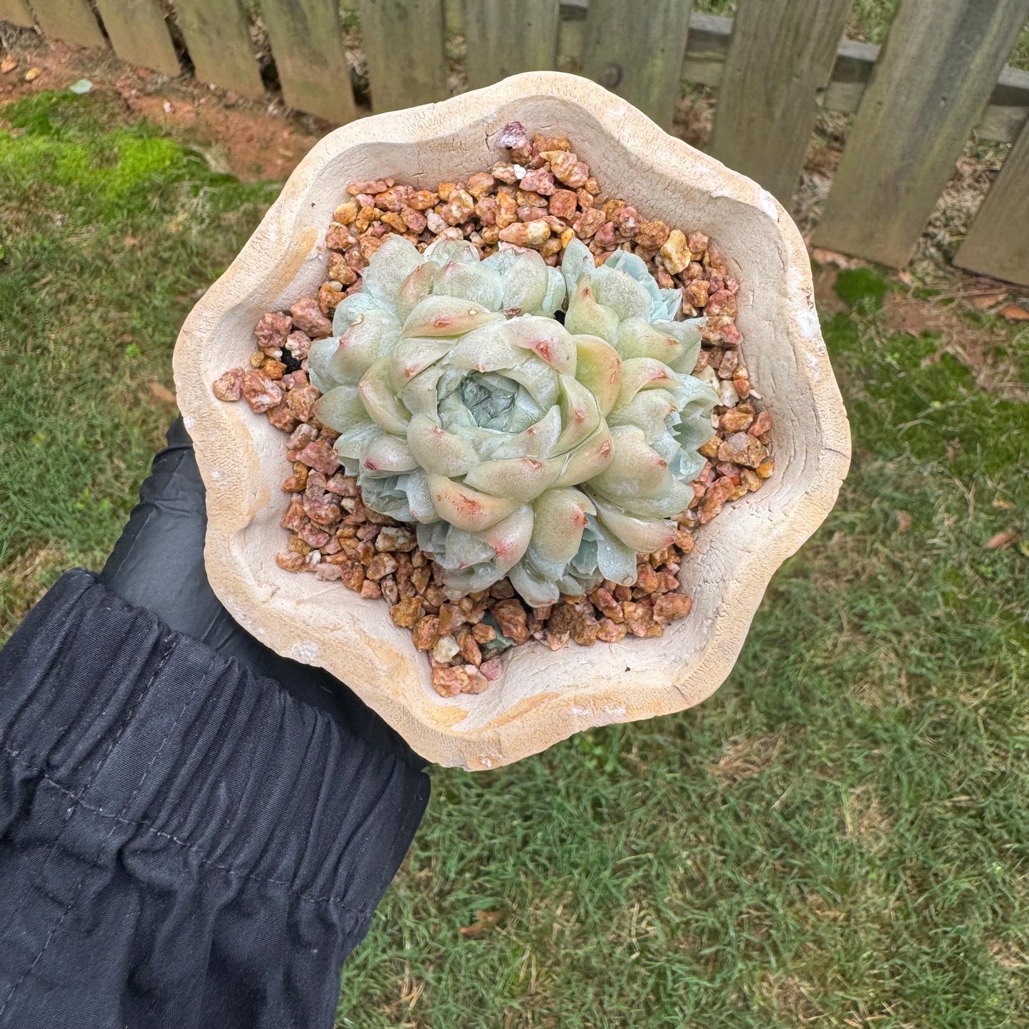New succulents, Echeveria  ' White  Elegans' cluster, 3.4inches