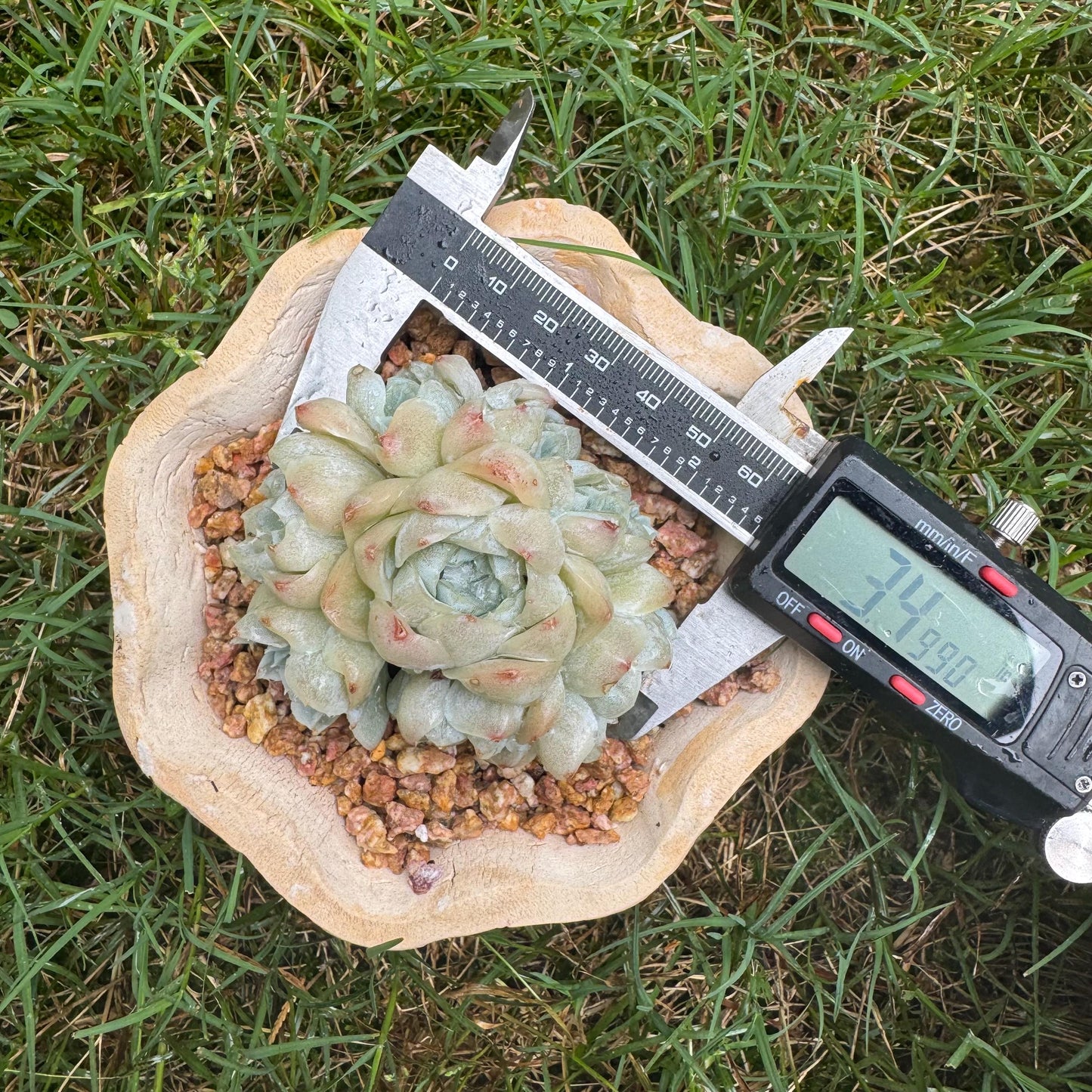 New succulents, Echeveria  ' White  Elegans' cluster, 3.4inches
