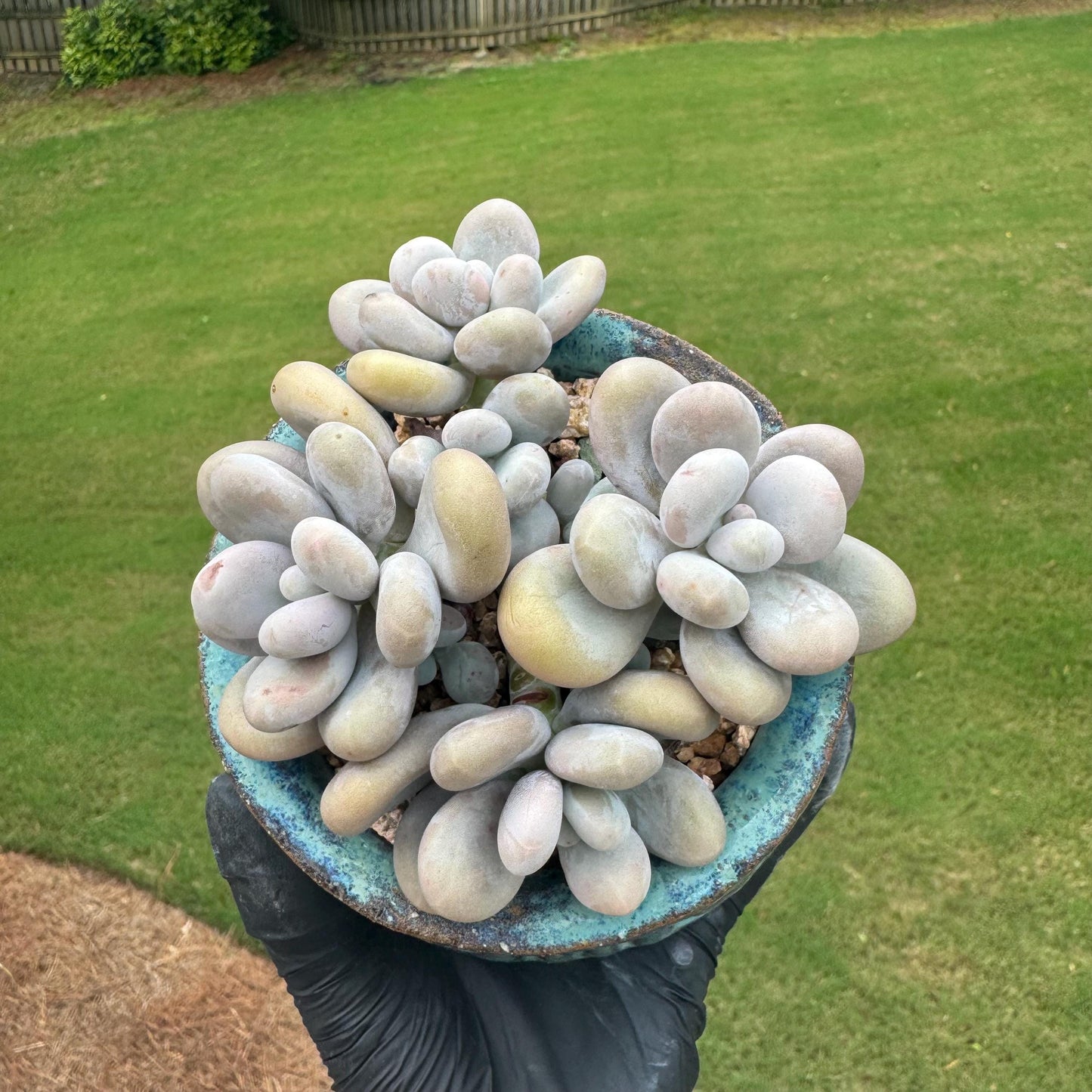 New succulents, Pachyphytum 'oviferum ' cluster, 3.6inches