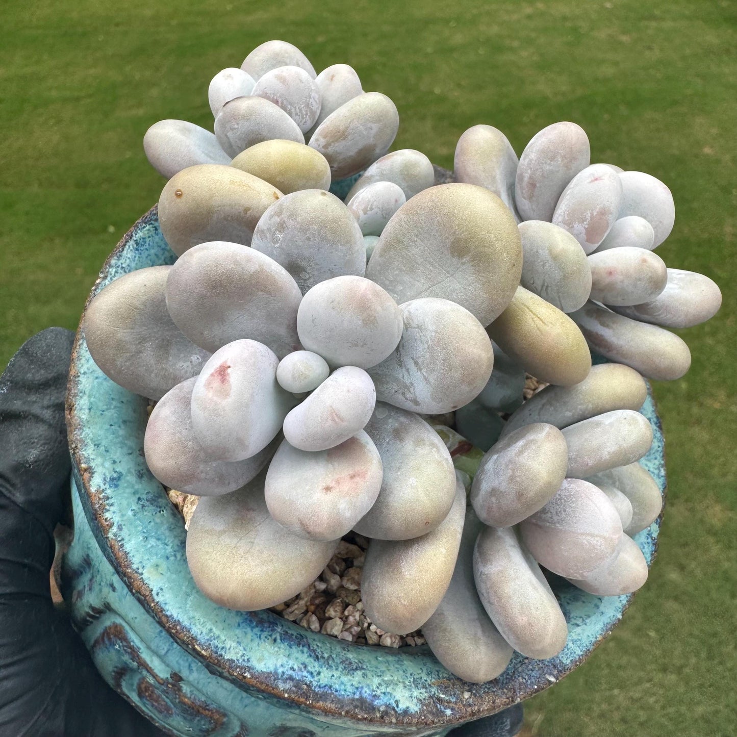 New succulents, Pachyphytum 'oviferum ' cluster, 3.6inches
