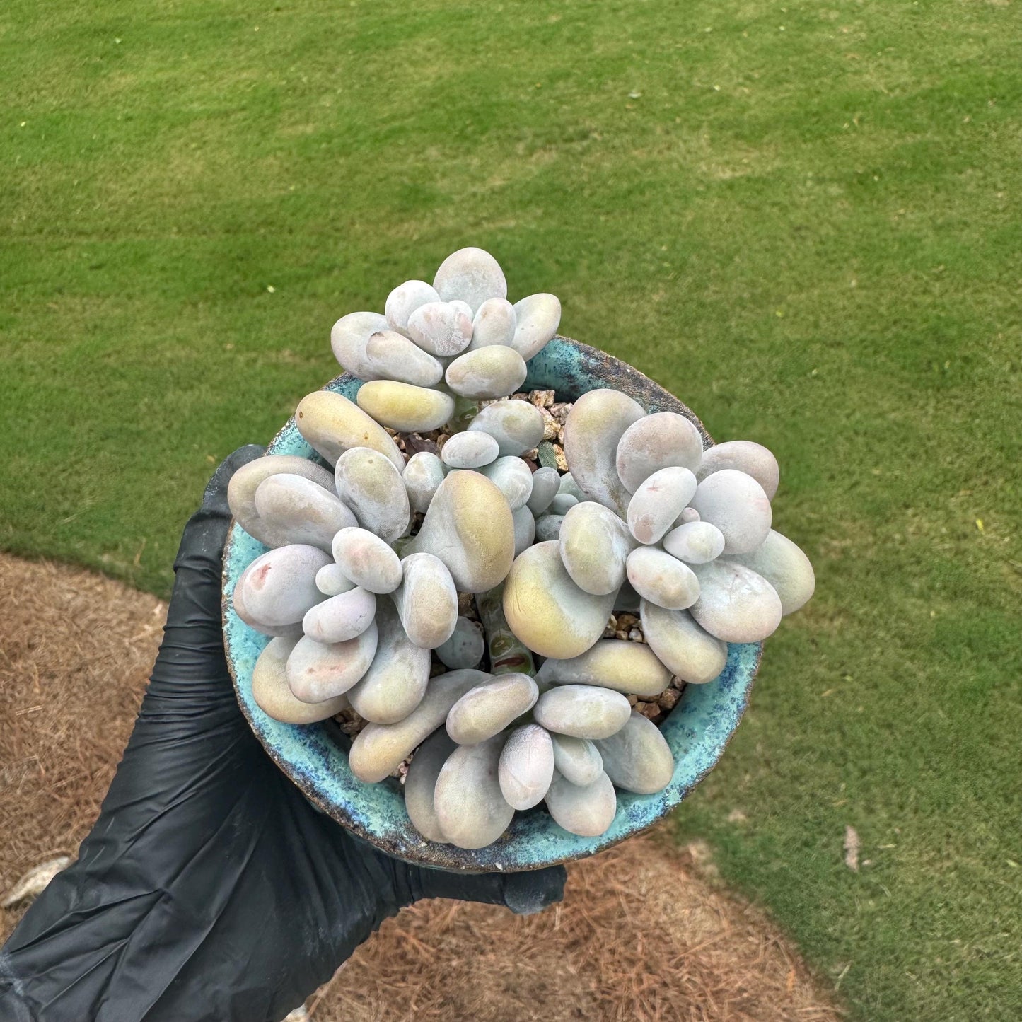 New succulents, Pachyphytum 'oviferum ' cluster, 3.6inches