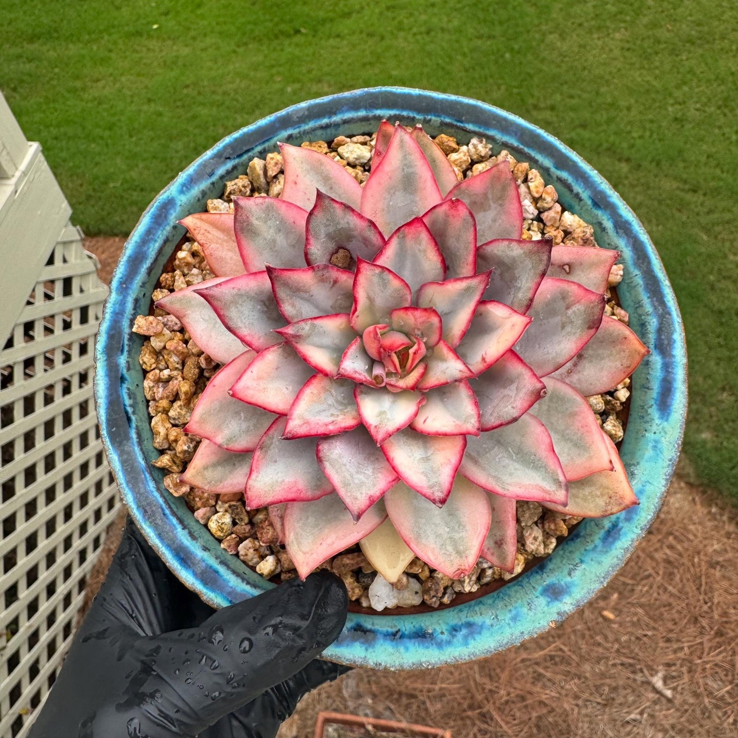 New succulents, Echeveria 'Moon Goddess 'Variegated', 4.1inches,a little scars on leaves
