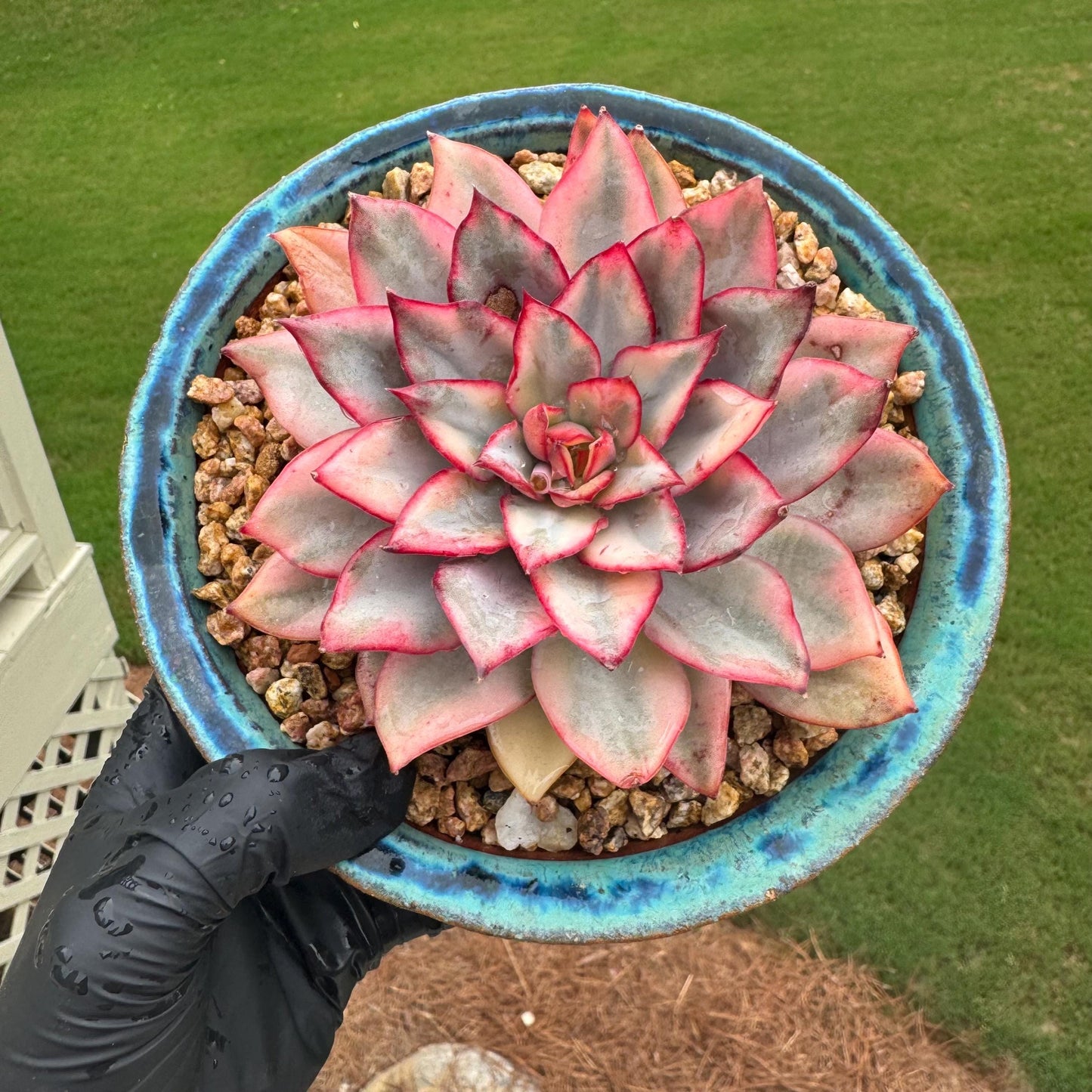 New succulents, Echeveria 'Moon Goddess 'Variegated', 4.1inches,a little scars on leaves
