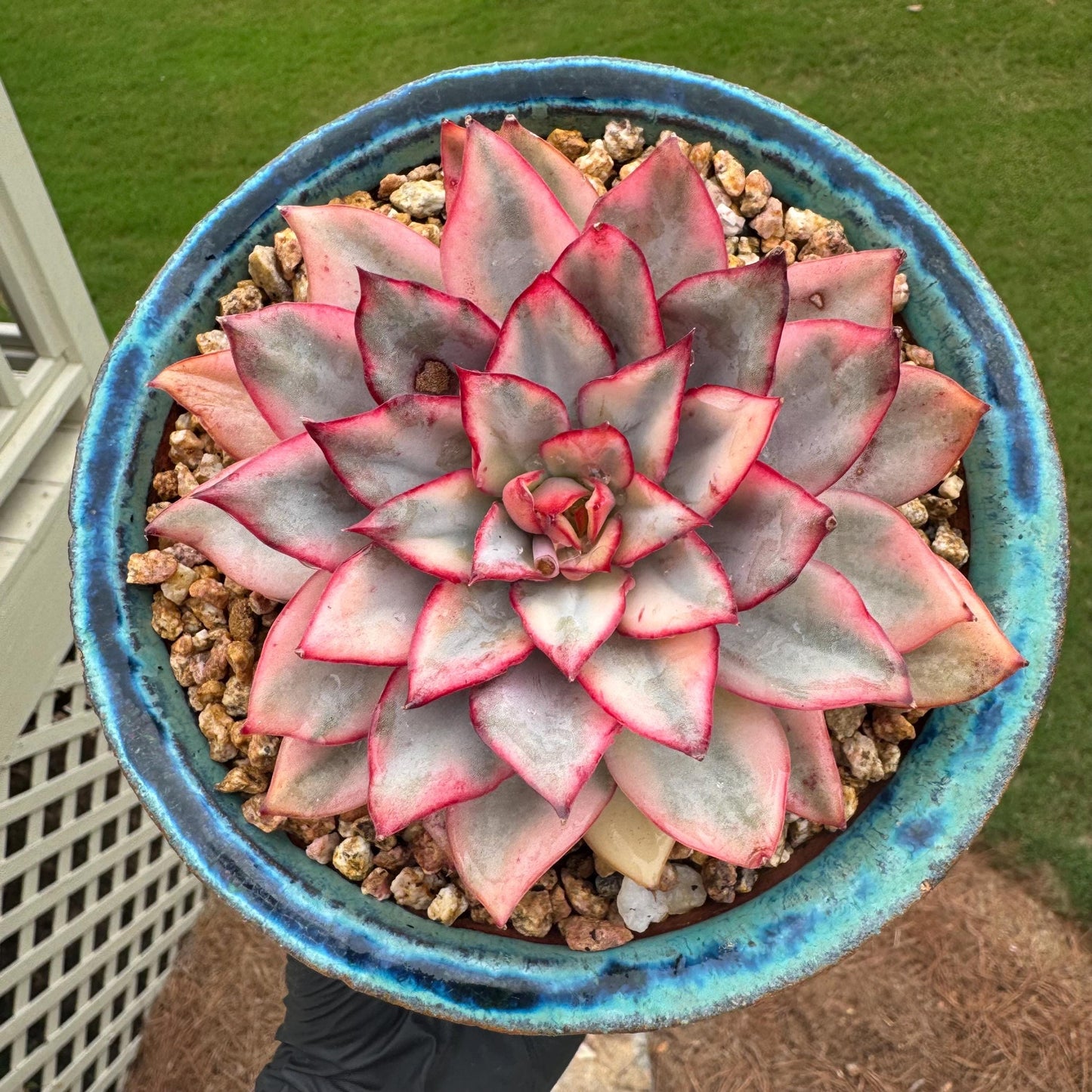 New succulents, Echeveria 'Moon Goddess 'Variegated', 4.1inches,a little scars on leaves