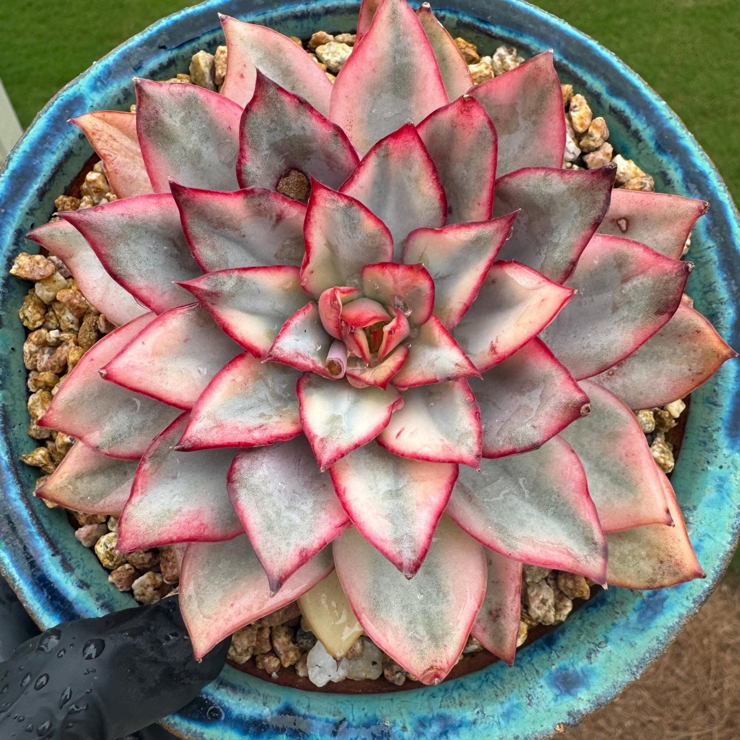 New succulents, Echeveria 'Moon Goddess 'Variegated', 4.1inches,a little scars on leaves
