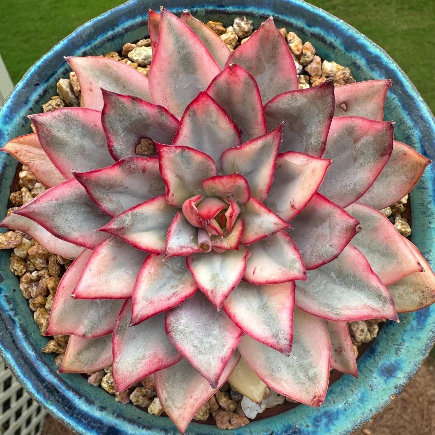 New succulents, Echeveria 'Moon Goddess 'Variegated', 4.1inches,a little scars on leaves