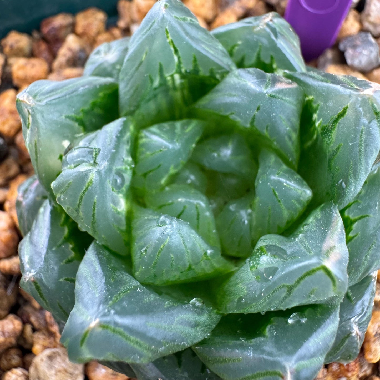 Haworthia 'Haworthia cooperi var. obtuse with a little variegated ,1.7inches-A005