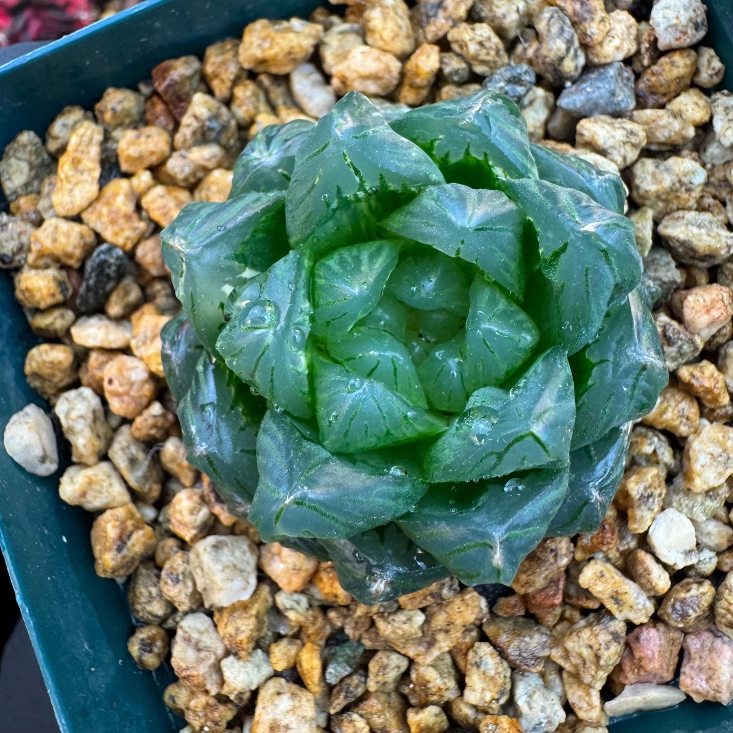 Haworthia 'Haworthia cooperi var. obtuse with a little variegated ,1.7inches-A005