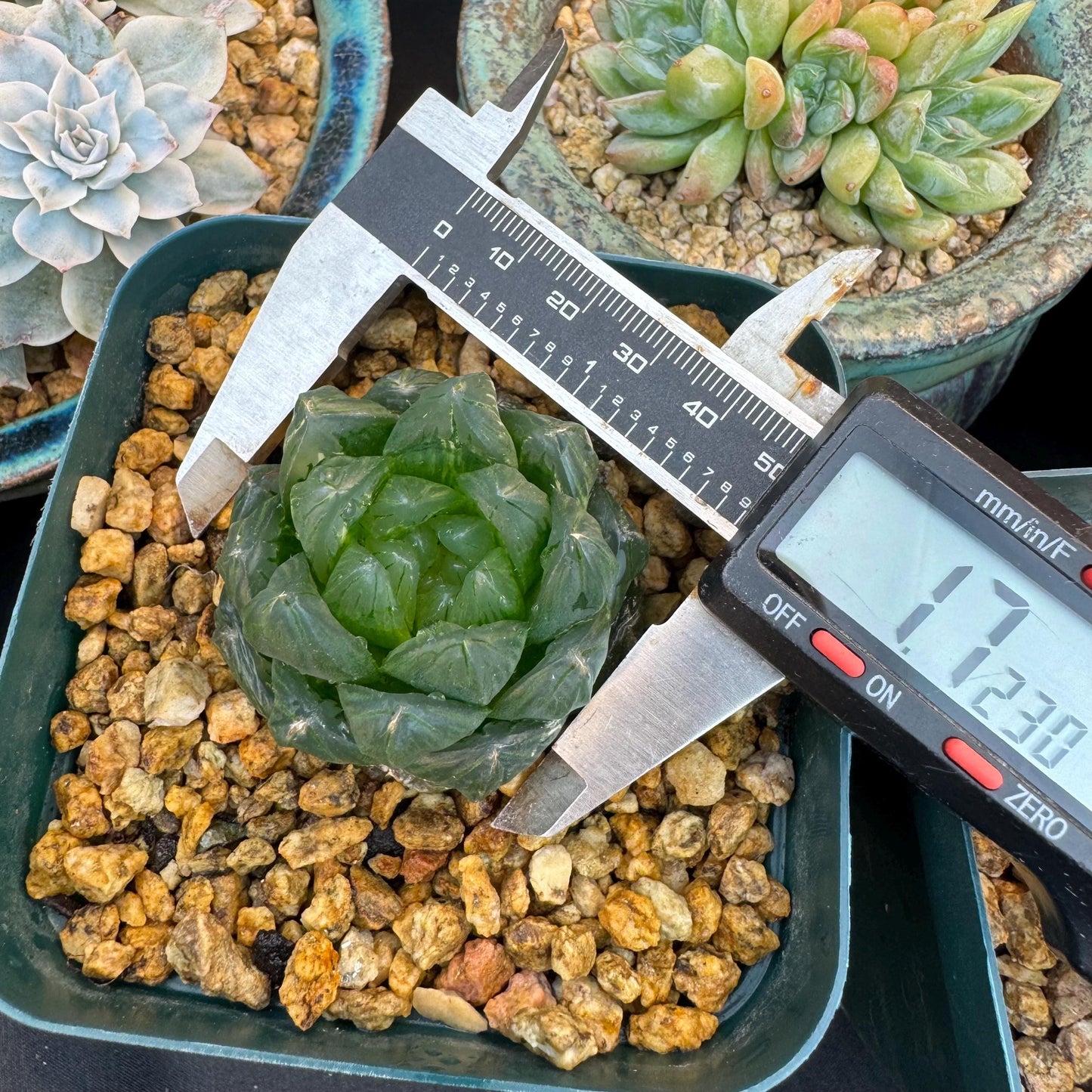 Haworthia 'Haworthia cooperi var. obtuse with a little variegated ,1.7inches-A005