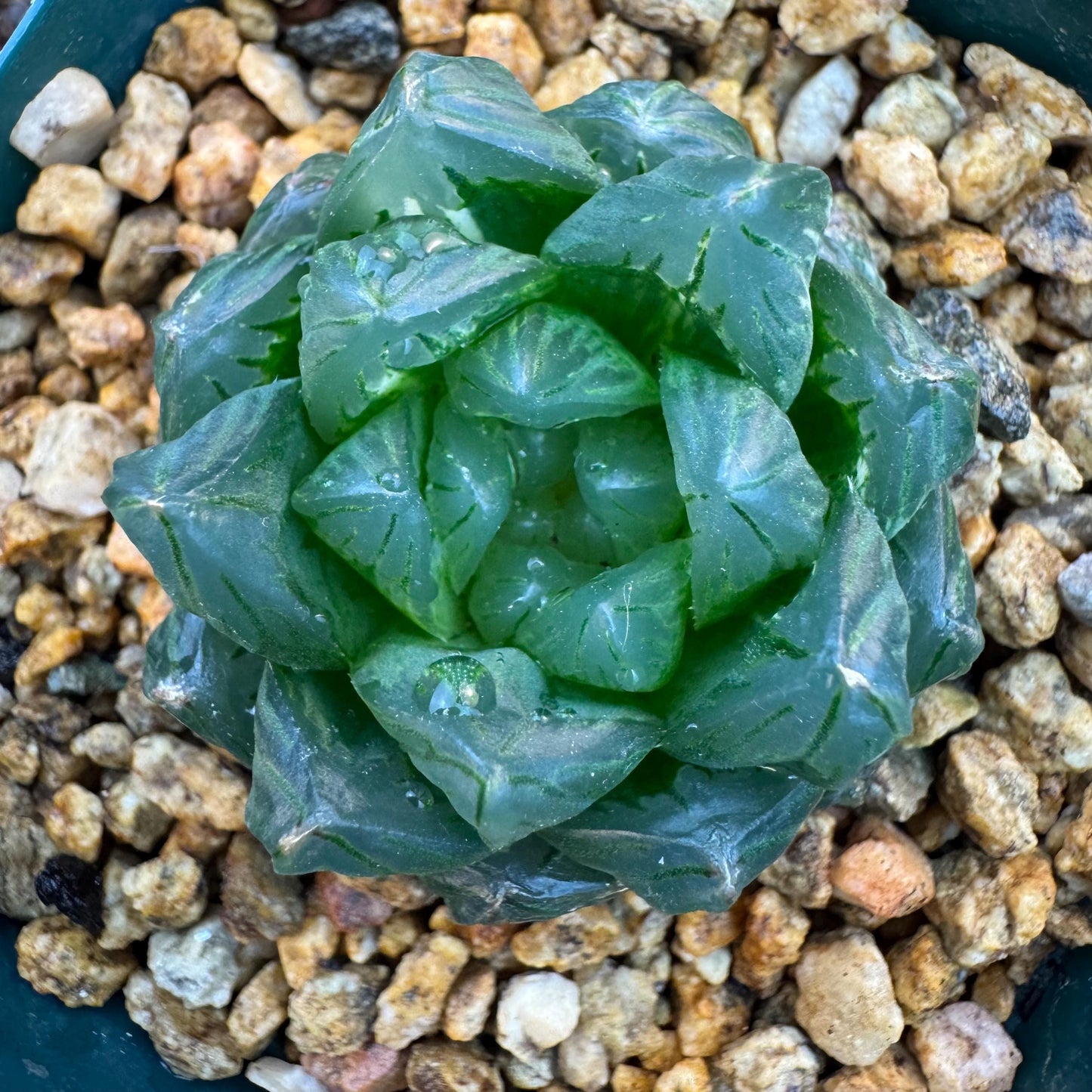 Haworthia 'Haworthia cooperi var. obtuse with a little variegated ,1.7inches-A005