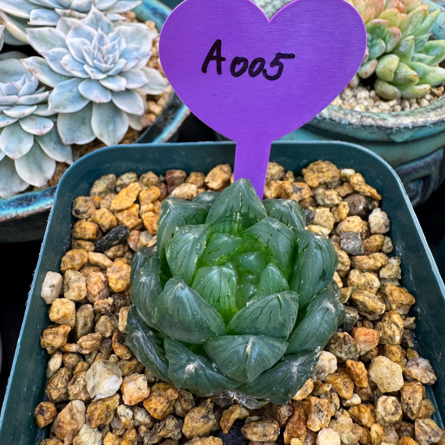 Haworthia 'Haworthia cooperi var. obtuse with a little variegated ,1.7inches-A005