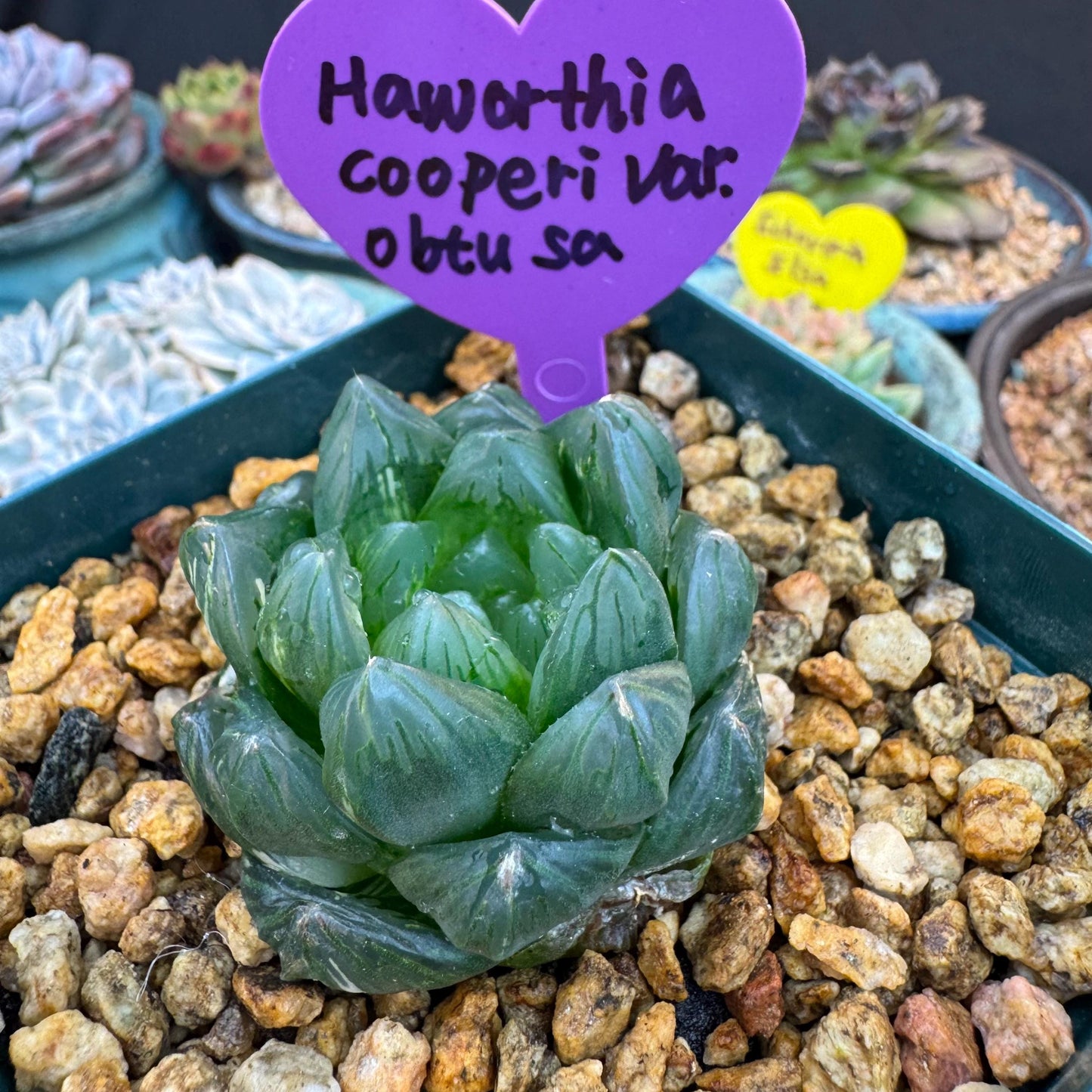 Haworthia 'Haworthia cooperi var. obtuse with a little variegated ,1.7inches-A005