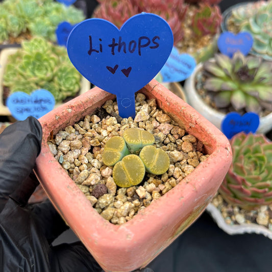 Lithops optica 'Rubra', 4heads, 1.2inches- B16