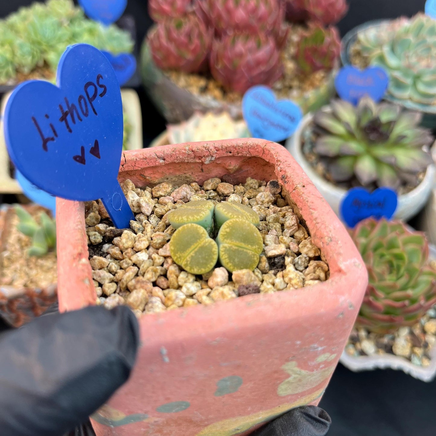 Lithops optica 'Rubra', 4heads, 1.2inches- B16