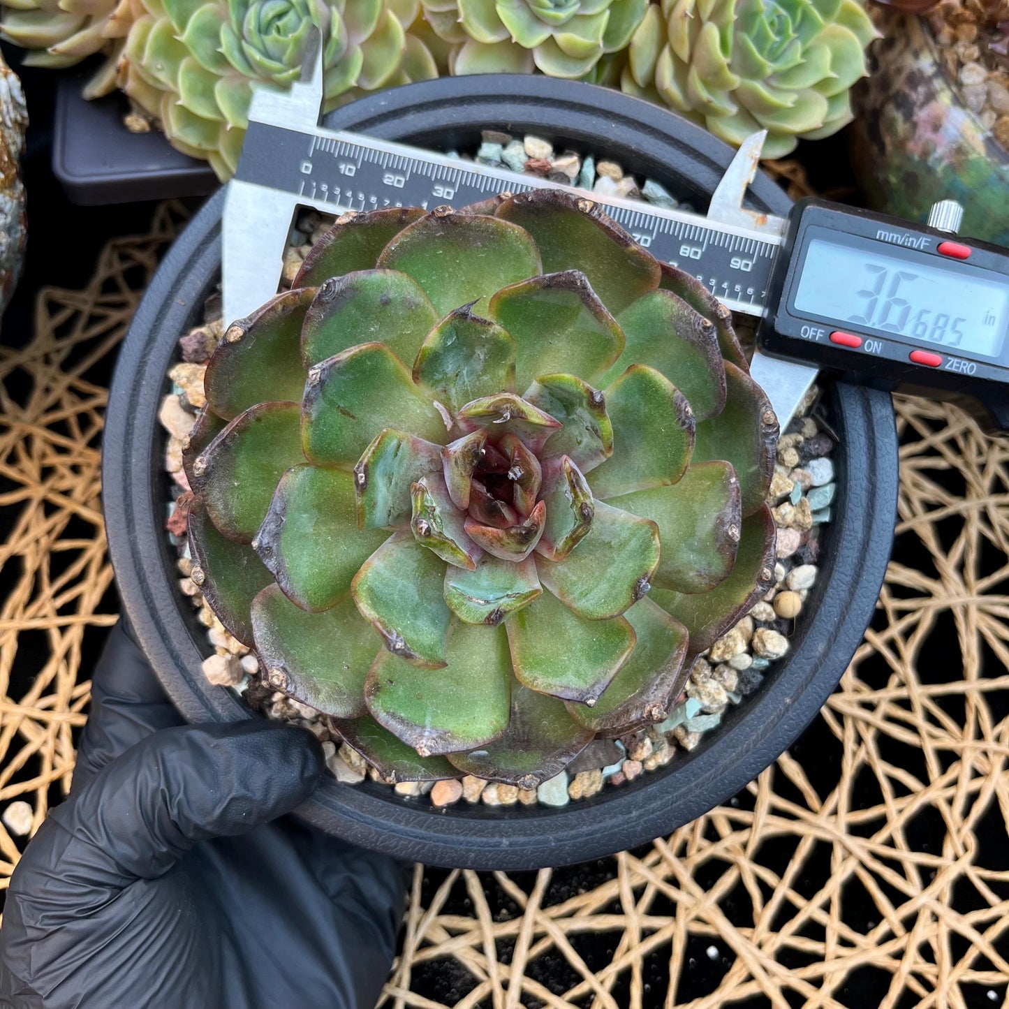 Echeveria  ‘bloody orange.’, 3.6inches, B33