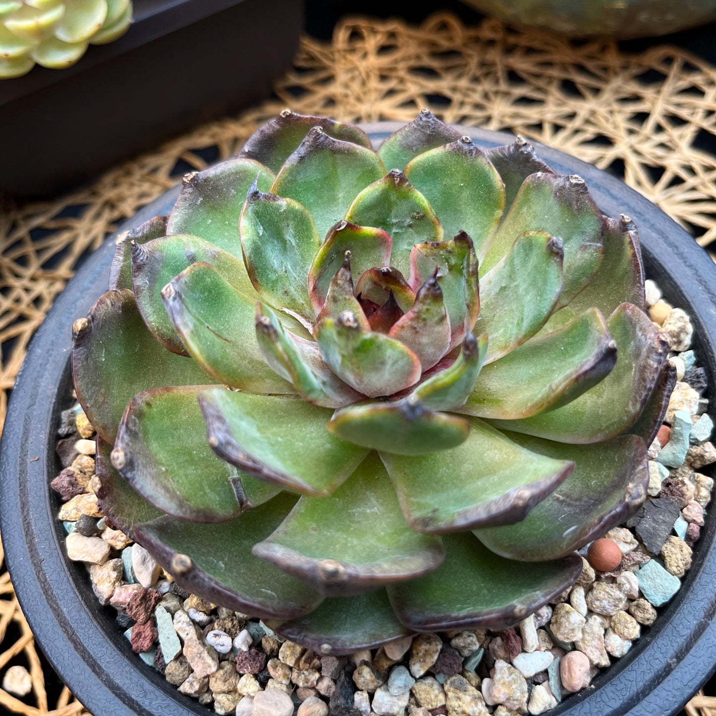 Echeveria  ‘bloody orange.’, 3.6inches, B33