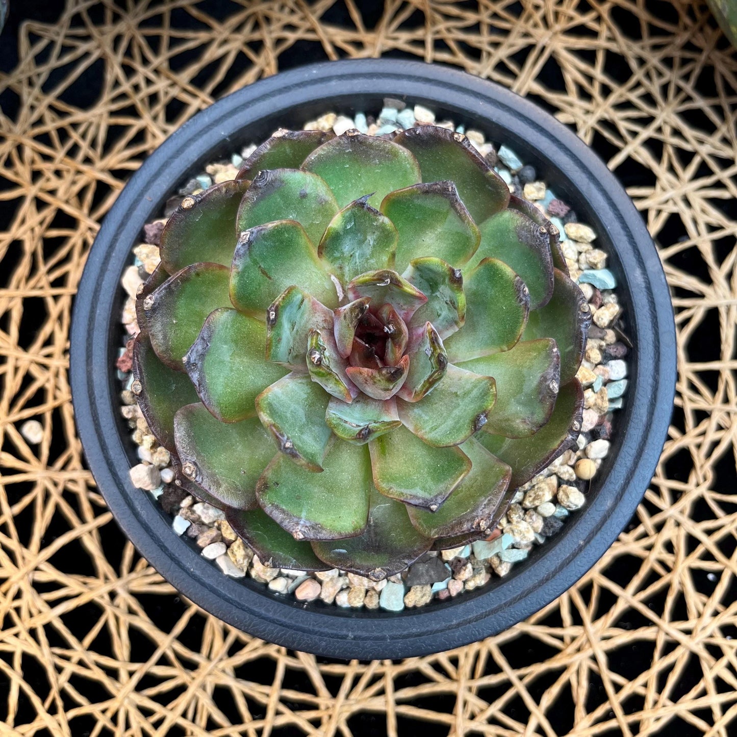Echeveria  ‘bloody orange.’, 3.6inches, B33