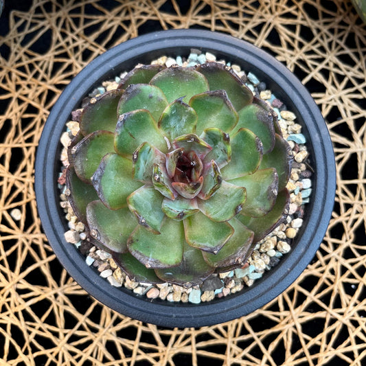 Echeveria  ‘bloody orange.’, 3.6inches, B33