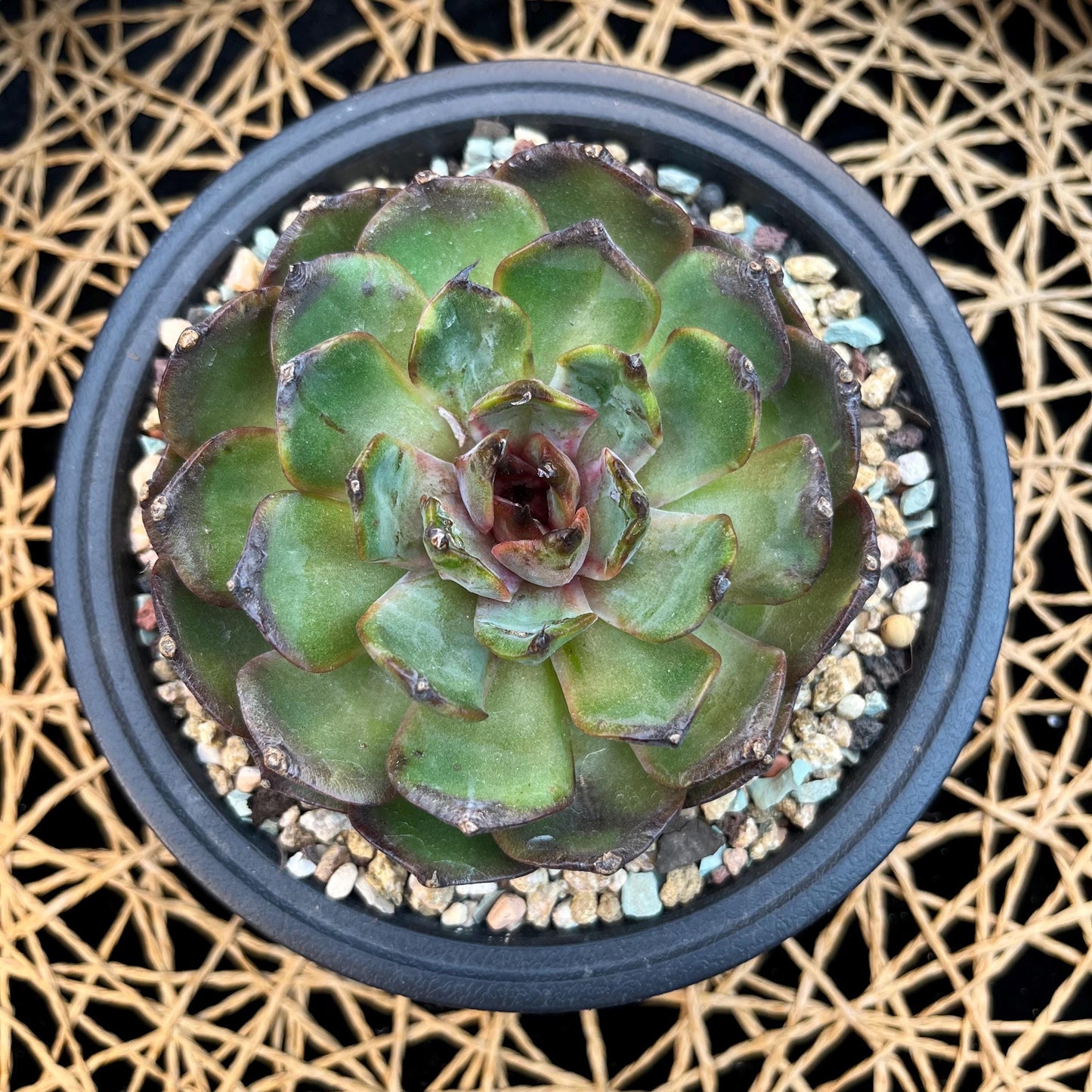 Echeveria  ‘bloody orange.’, 3.6inches, B33