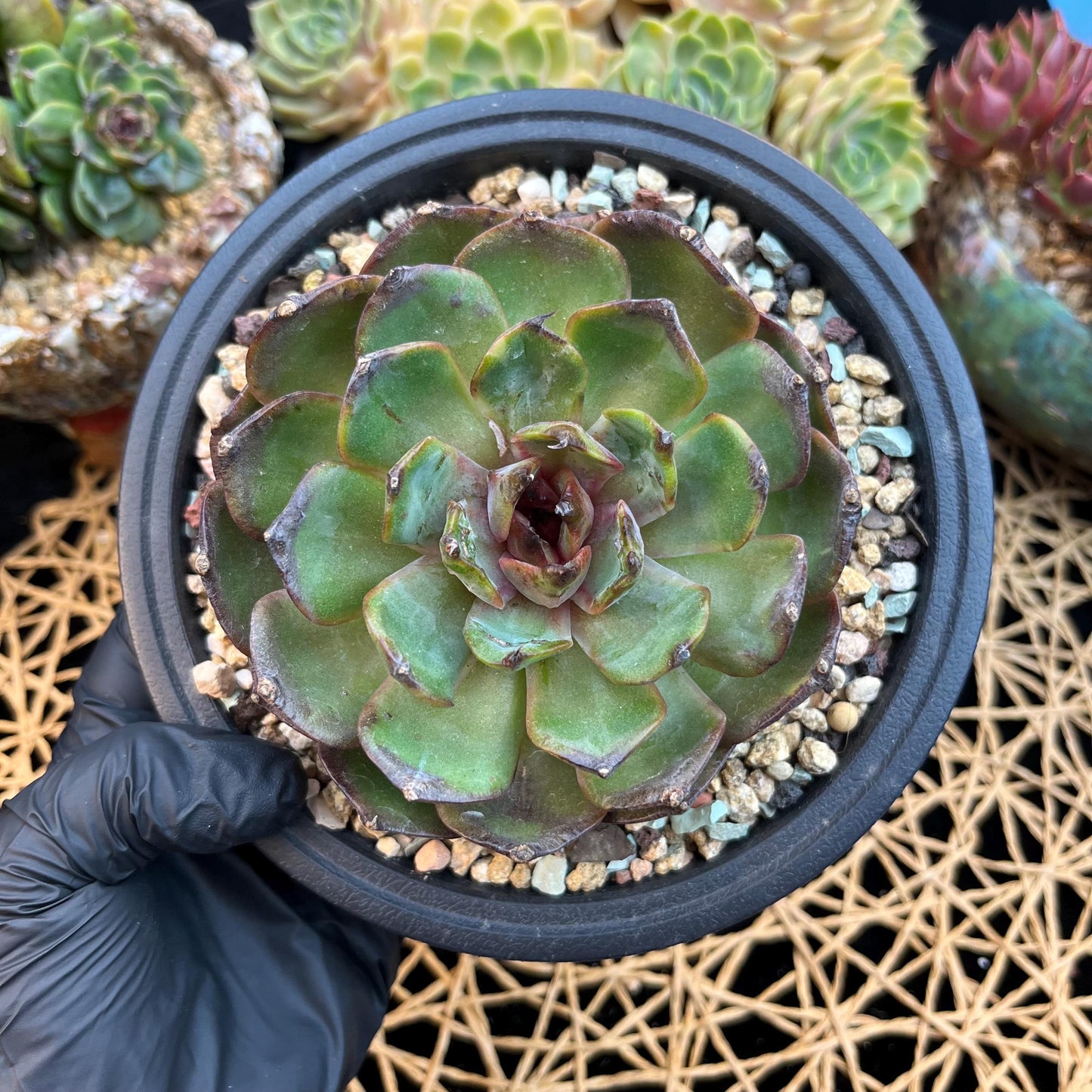 Echeveria  ‘bloody orange.’, 3.6inches, B33