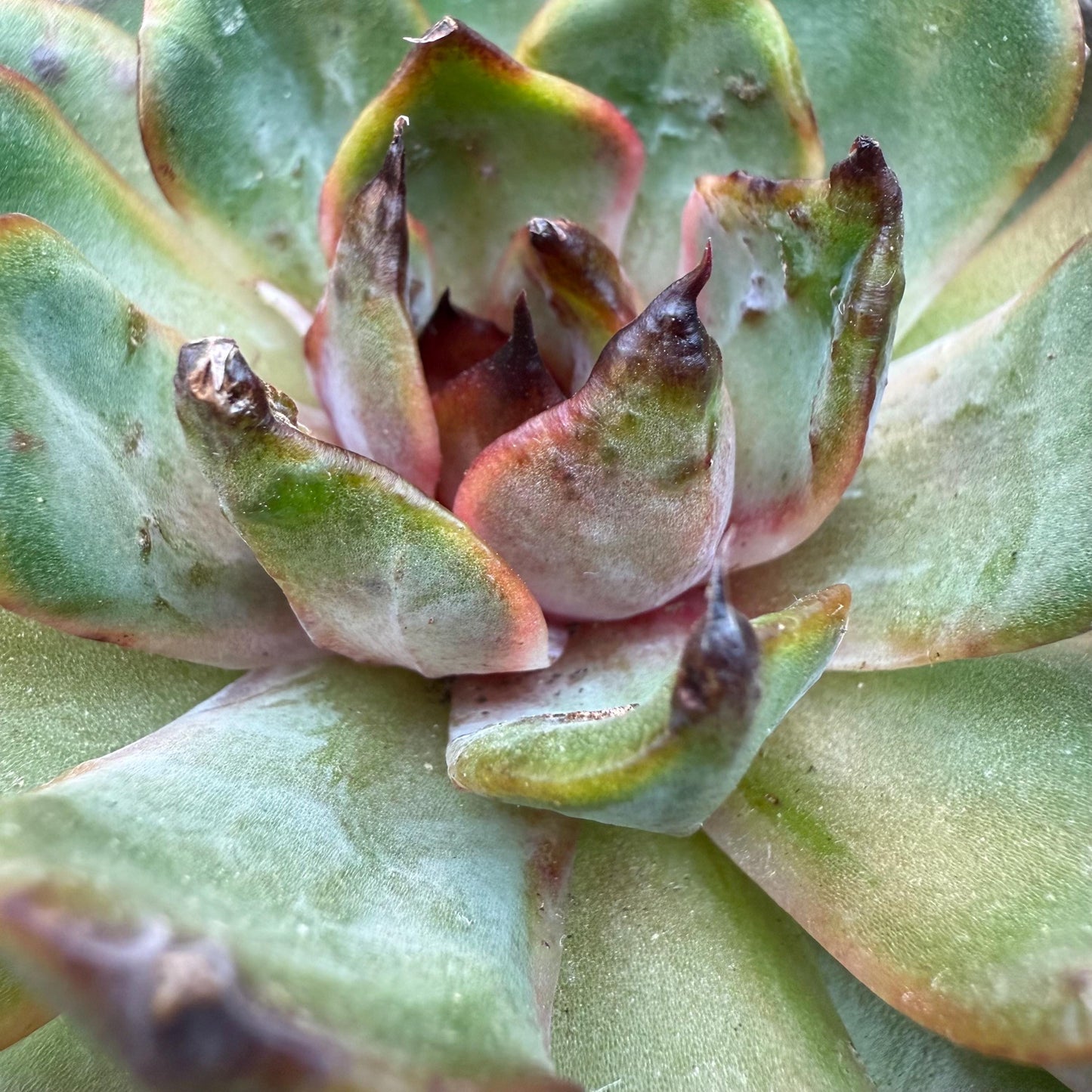 Echeveria  ‘bloody orange.’, 3.6inches, B33