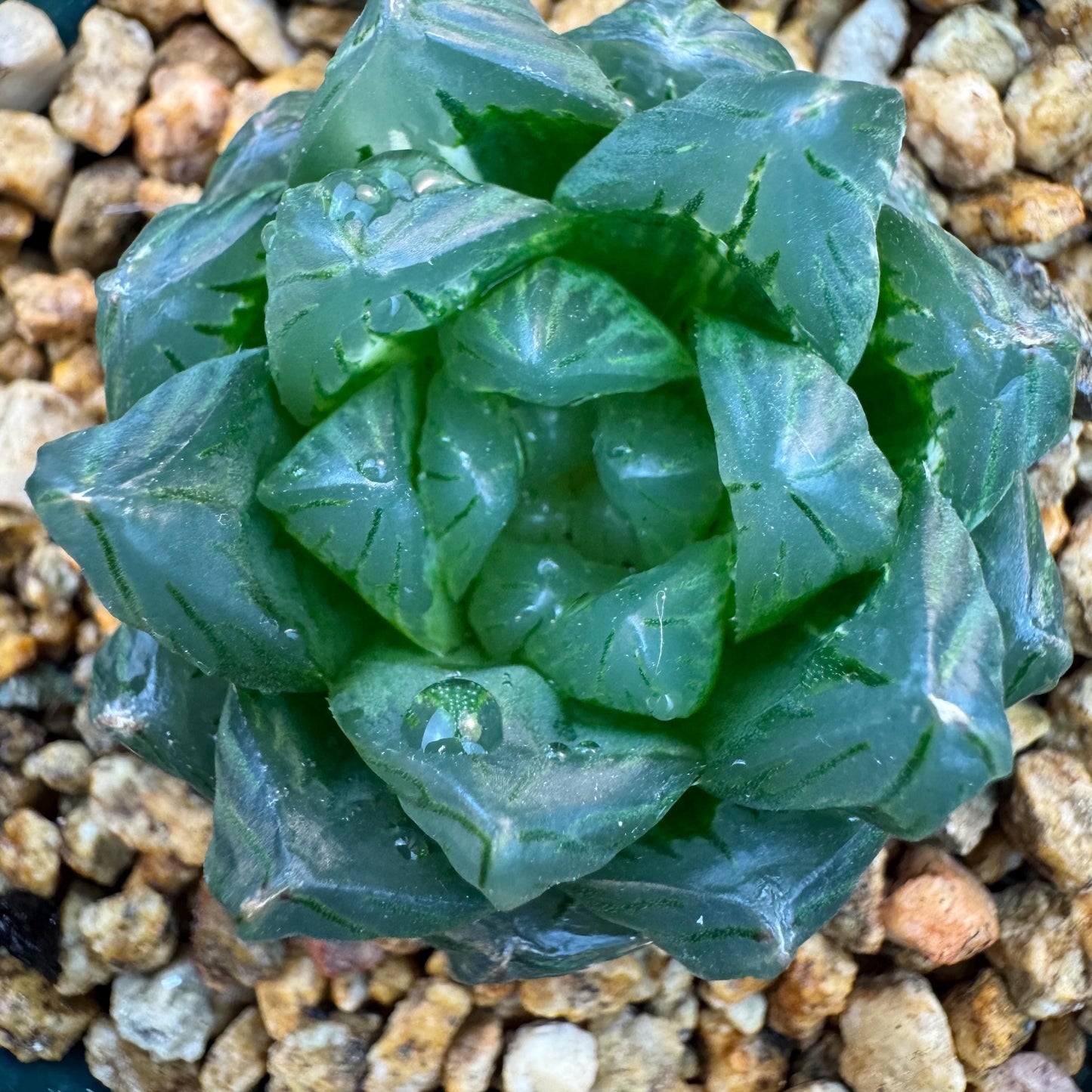 Haworthia 'Haworthia cooperi var. obtuse with a little variegated ,1.7inches-A005