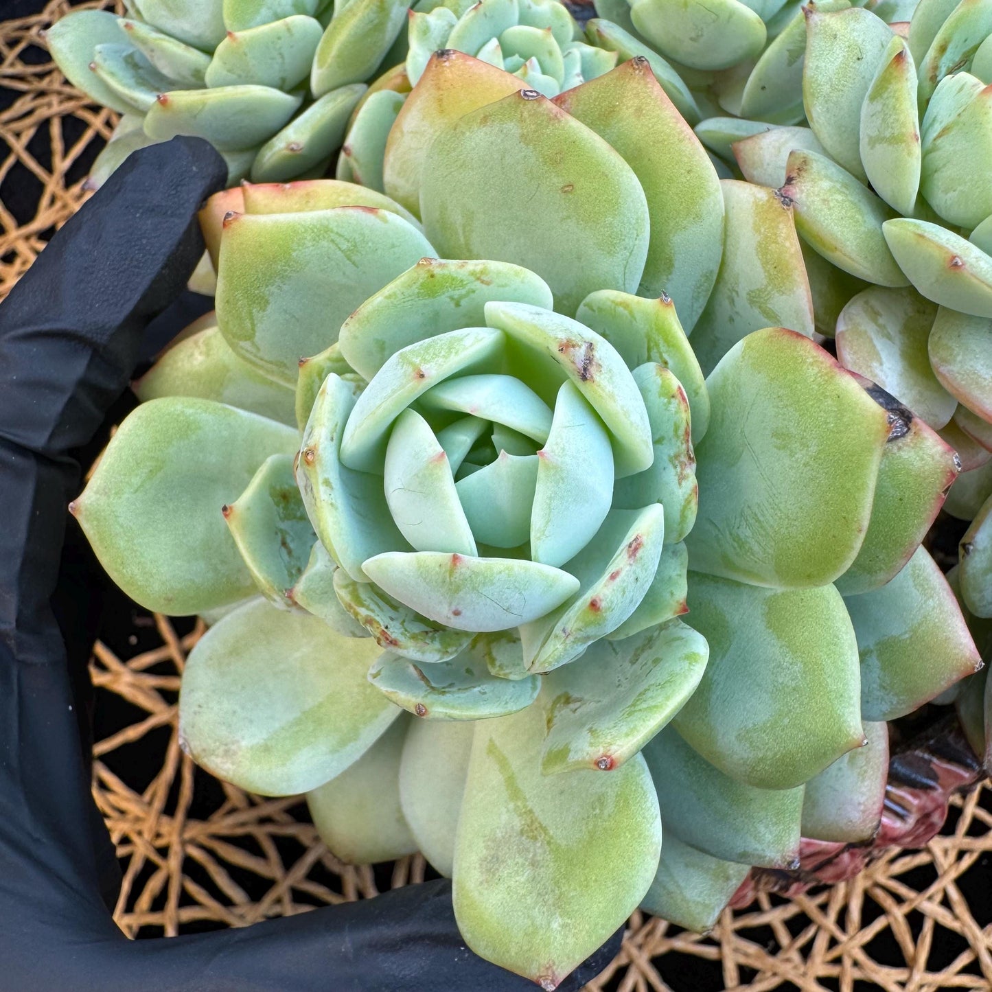 Echeveria  ‘lovesong'cluster , 7heads, 6.1in - C3