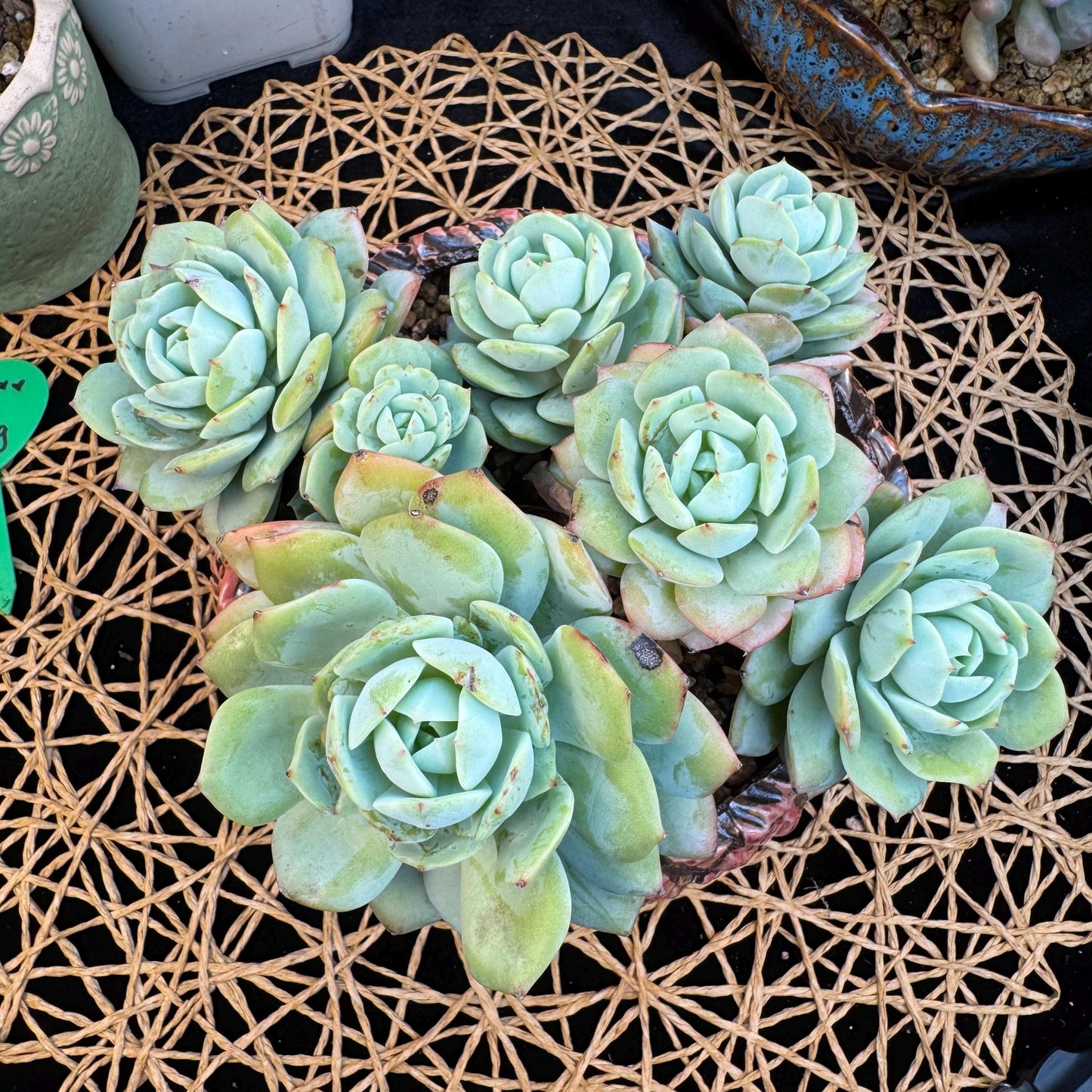 Echeveria  ‘lovesong'cluster , 7heads, 6.1in - C3