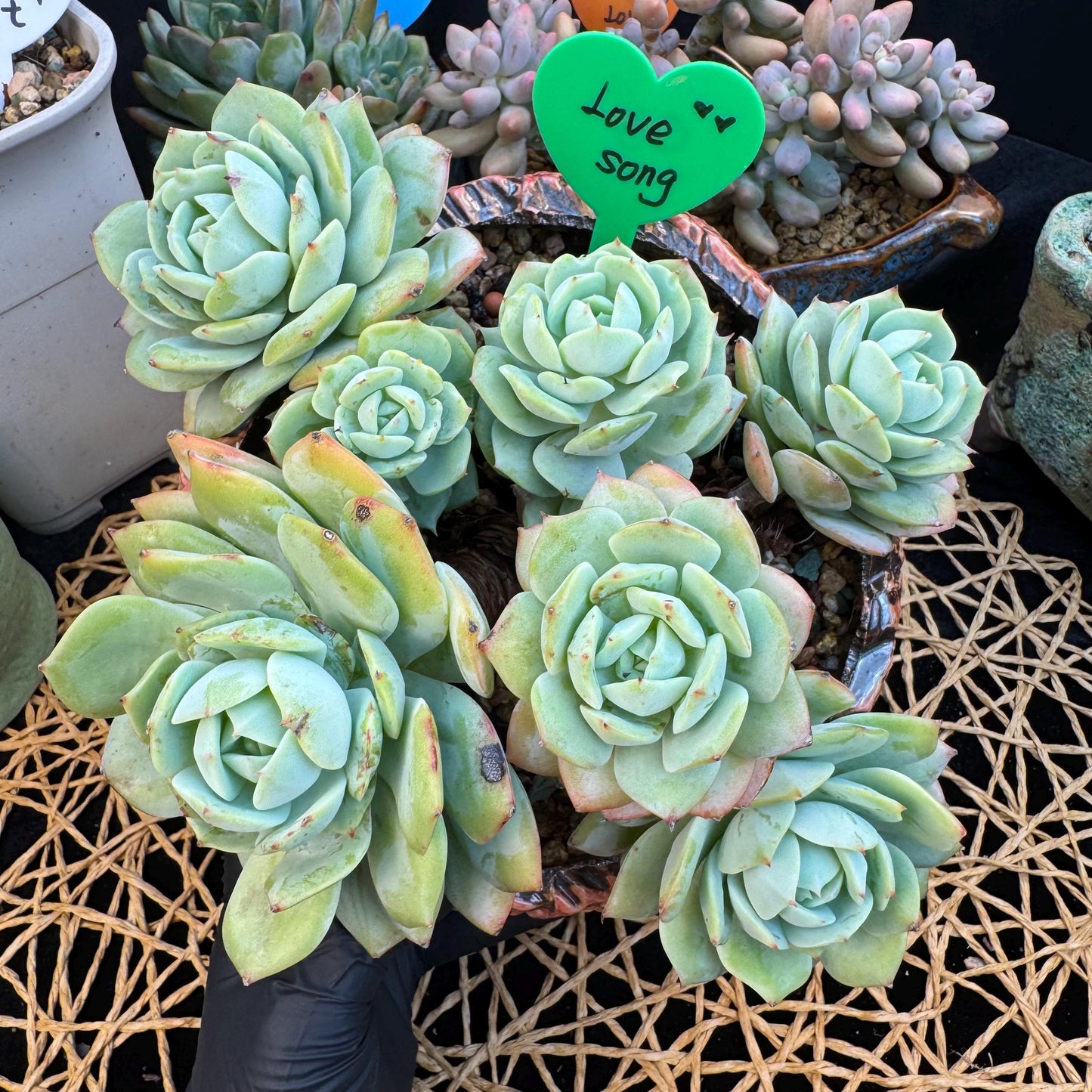 Echeveria  ‘lovesong'cluster , 7heads, 6.1in - C3