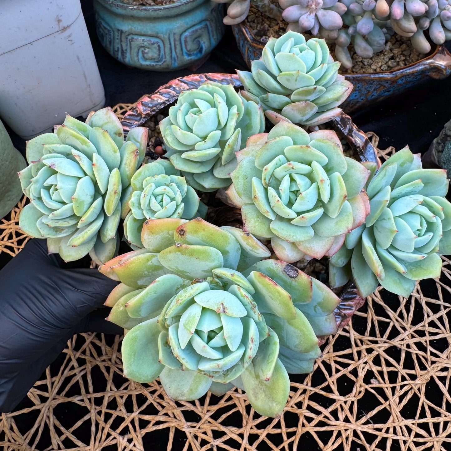 Echeveria  ‘lovesong'cluster , 7heads, 6.1in - C3