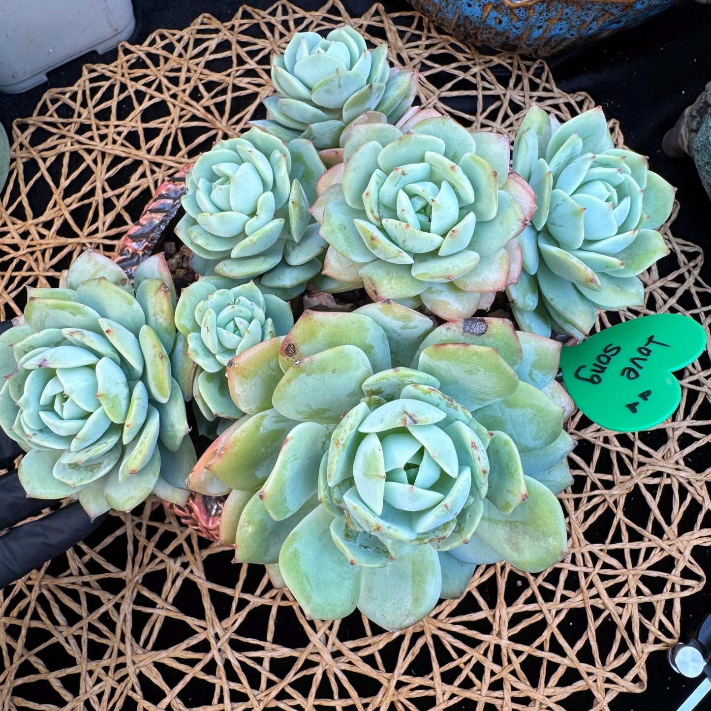 Echeveria  ‘lovesong'cluster , 7heads, 6.1in - C3