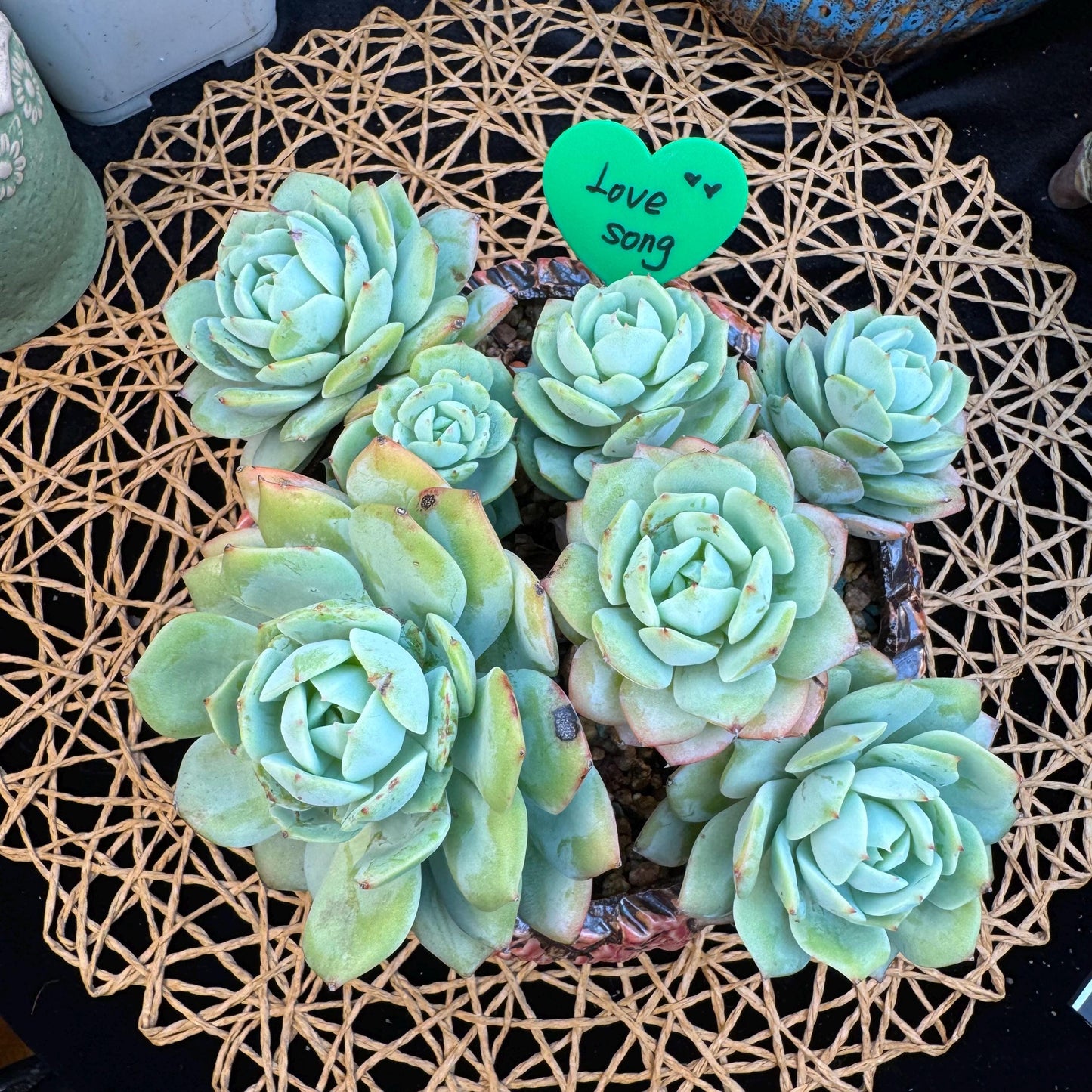 Echeveria  ‘lovesong'cluster , 7heads, 6.1in - C3