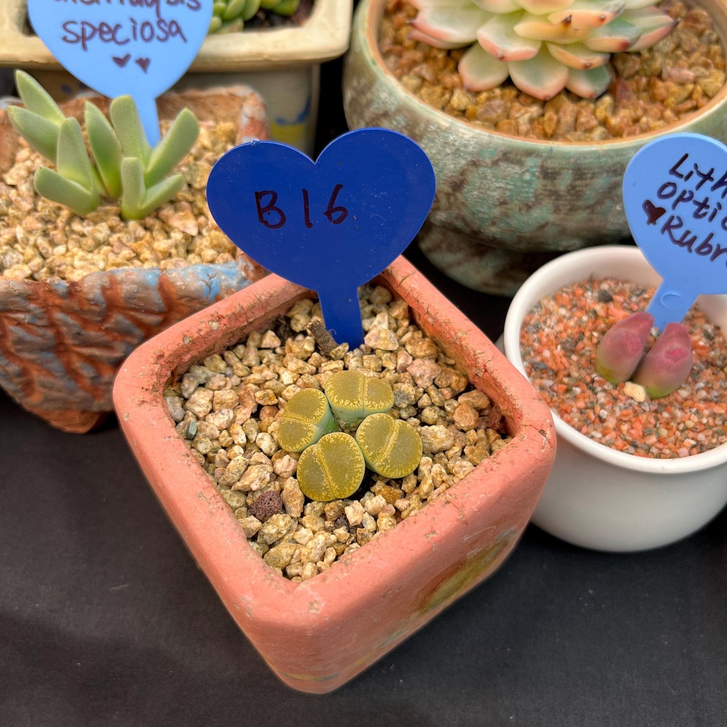 Lithops optica 'Rubra', 4heads, 1.2inches- B16
