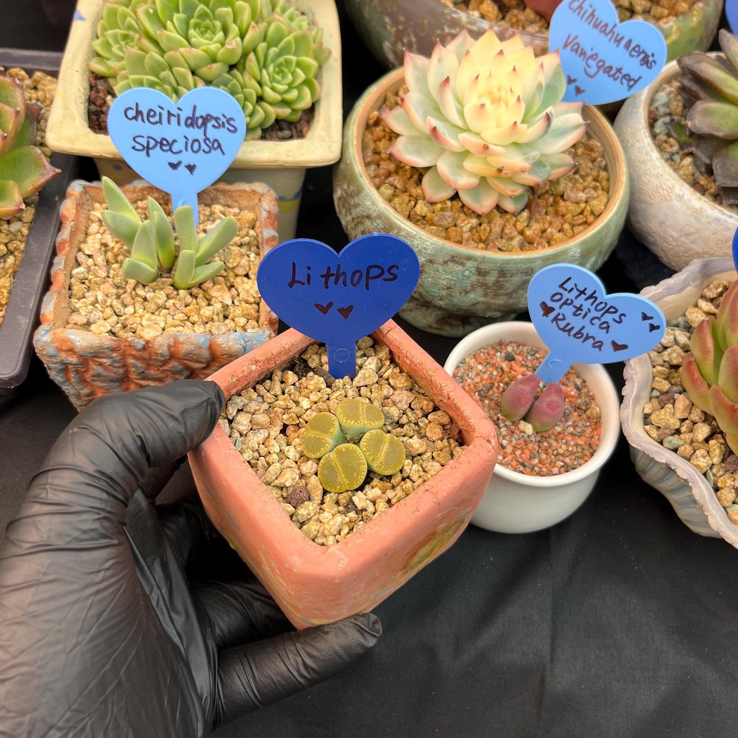 Lithops optica 'Rubra', 4heads, 1.2inches- B16