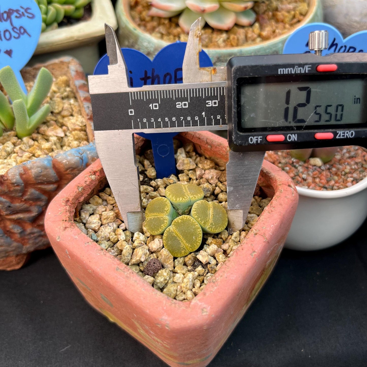 Lithops optica 'Rubra', 4heads, 1.2inches- B16