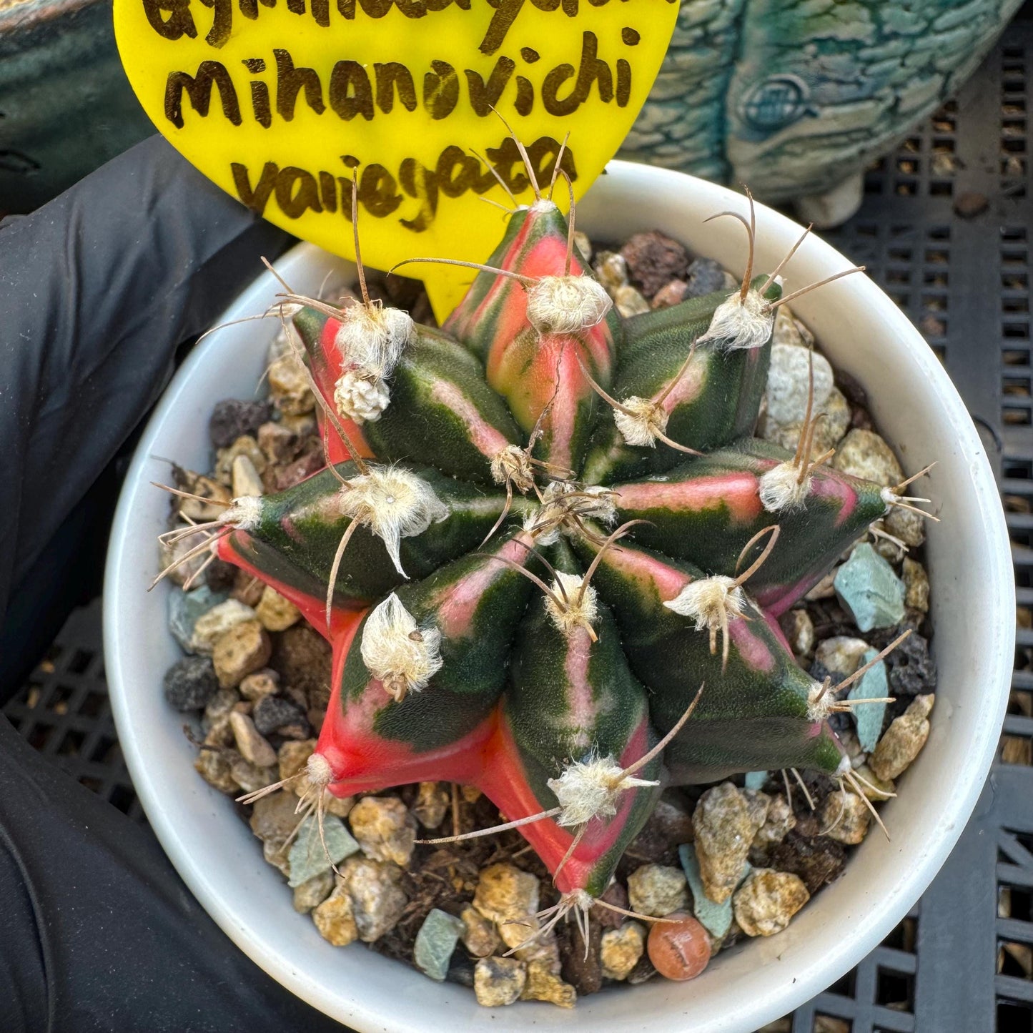 Variegated Gymnocalycium Mihanovichii: 2" Succulent-D7（with pot）