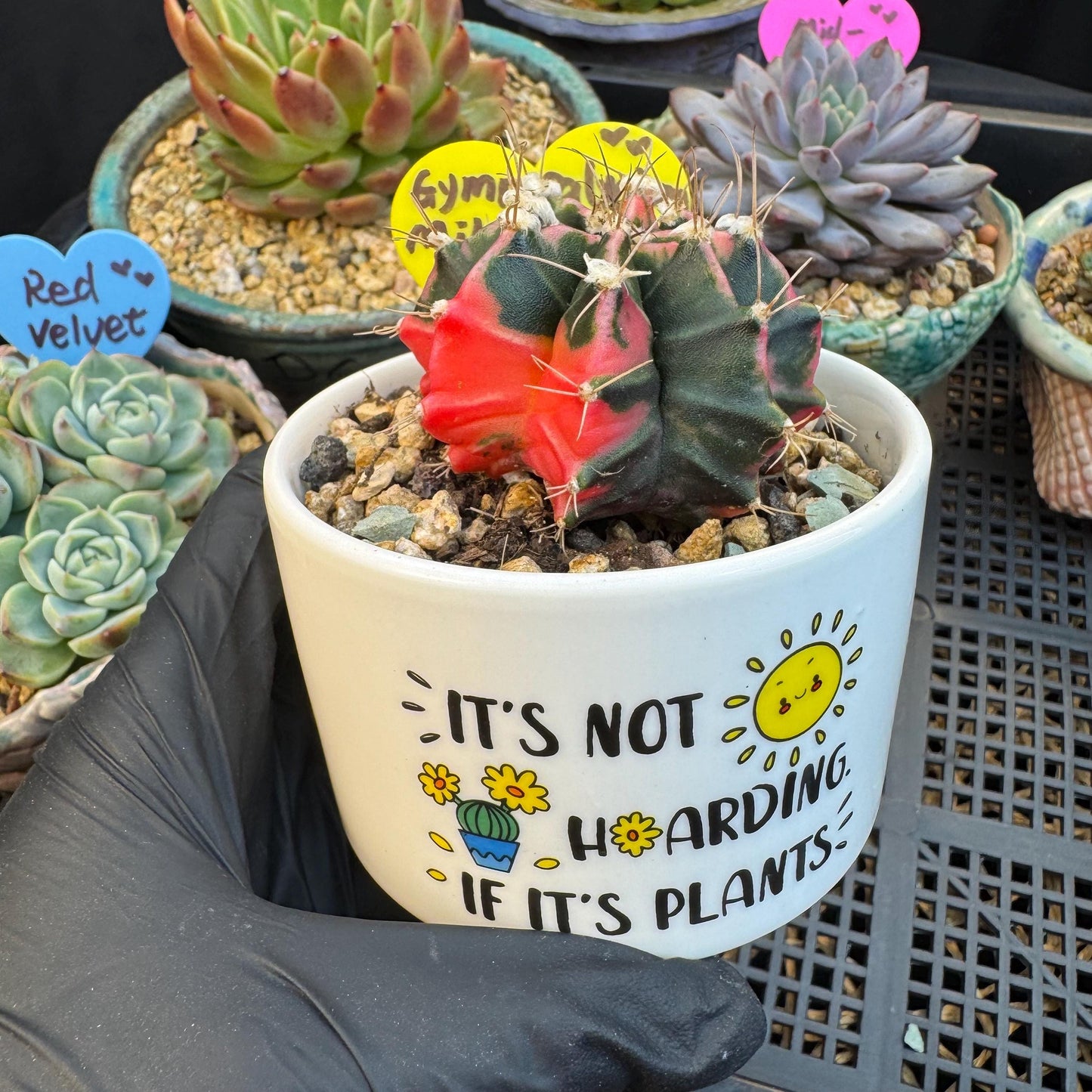Variegated Gymnocalycium Mihanovichii: 2" Succulent-D7（with pot）