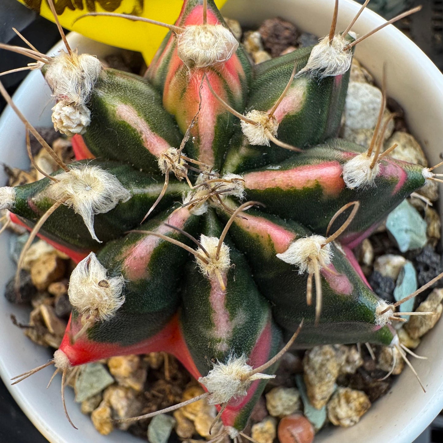 Variegated Gymnocalycium Mihanovichii: 2" Succulent-D7（with pot）