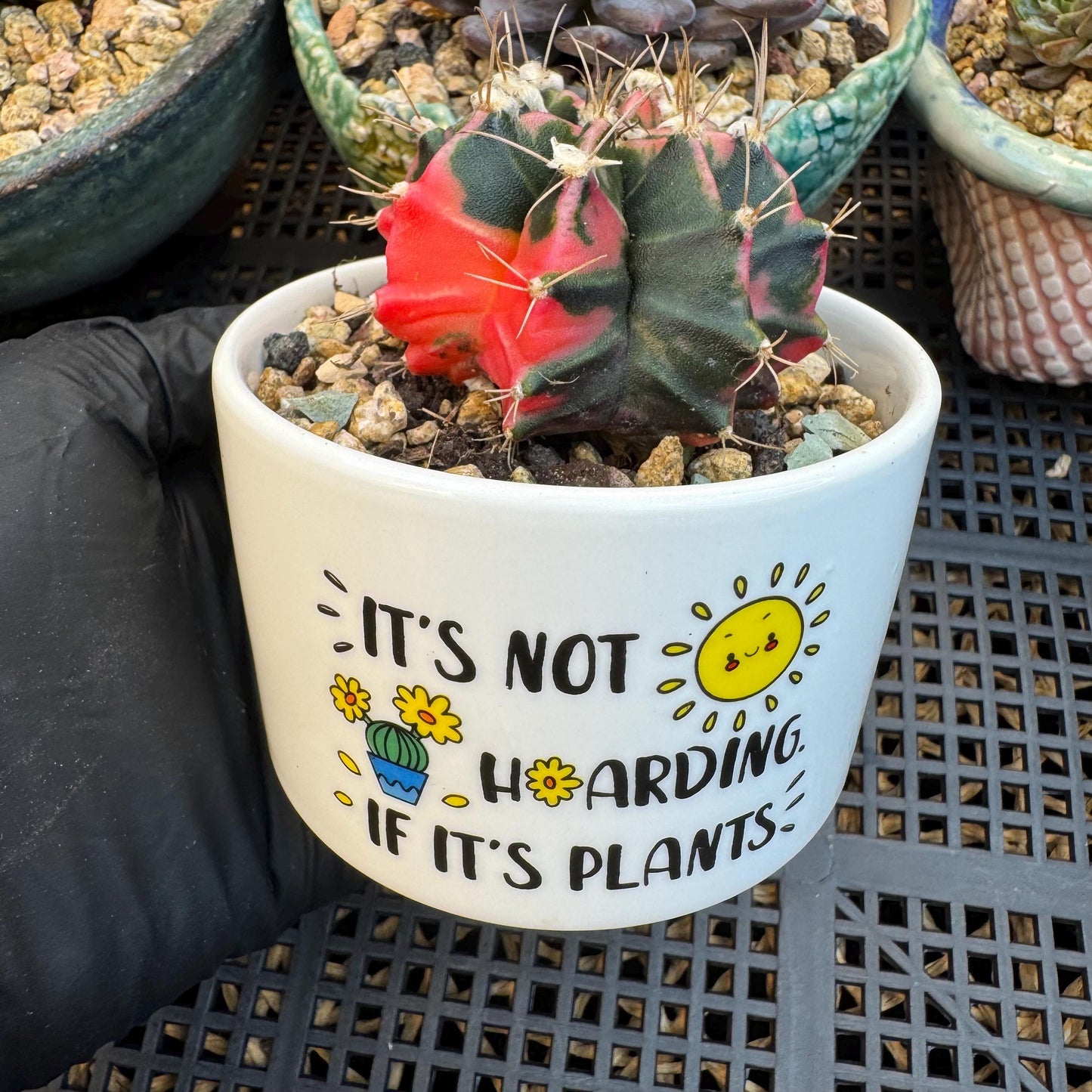Variegated Gymnocalycium Mihanovichii: 2" Succulent-D7（with pot）