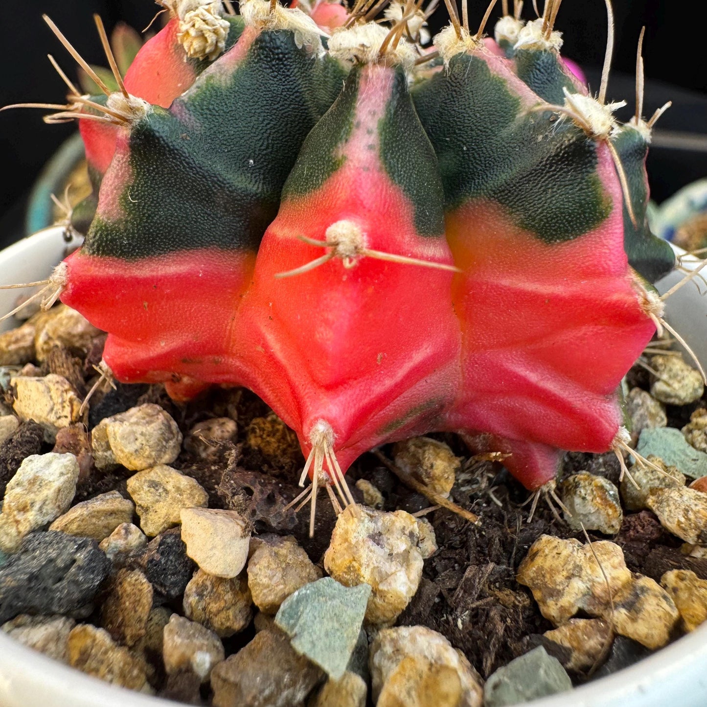 Variegated Gymnocalycium Mihanovichii: 2" Succulent-D7（with pot）