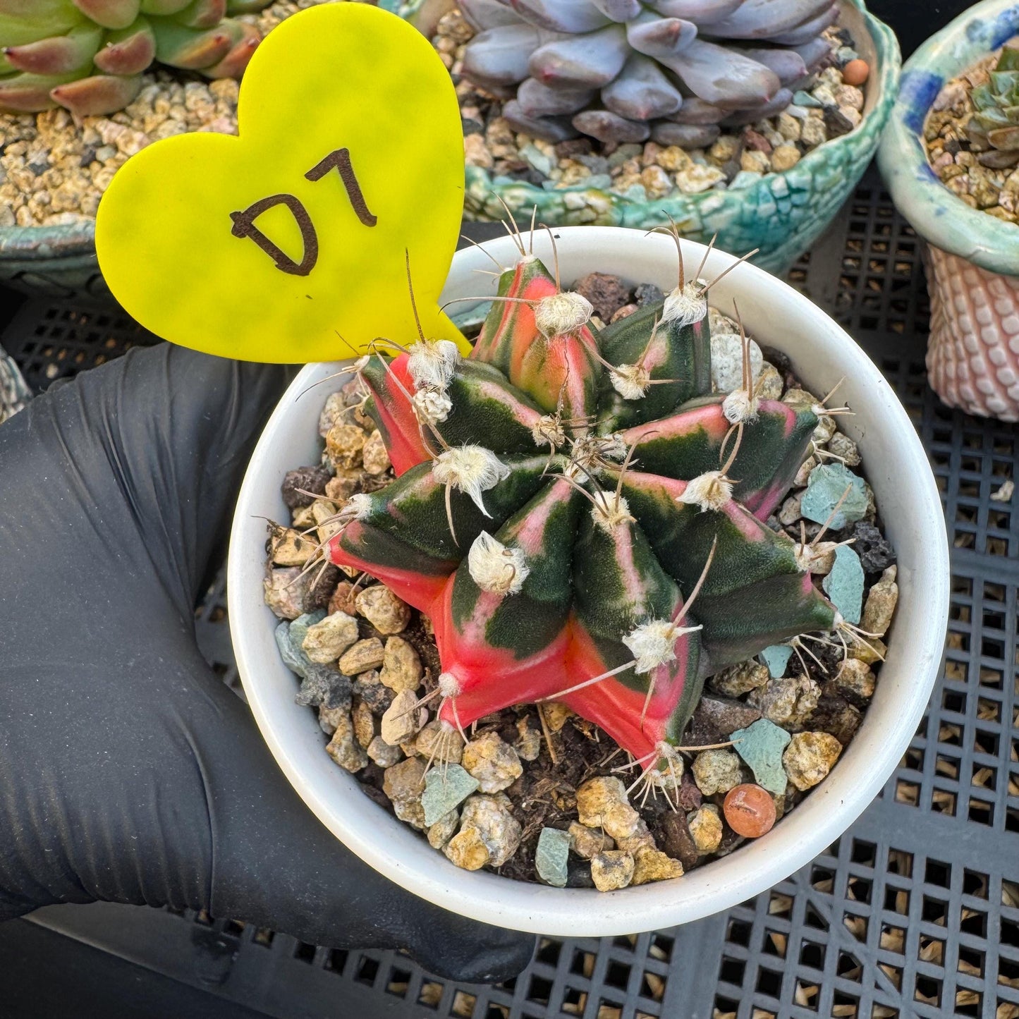 Variegated Gymnocalycium Mihanovichii: 2" Succulent-D7（with pot）