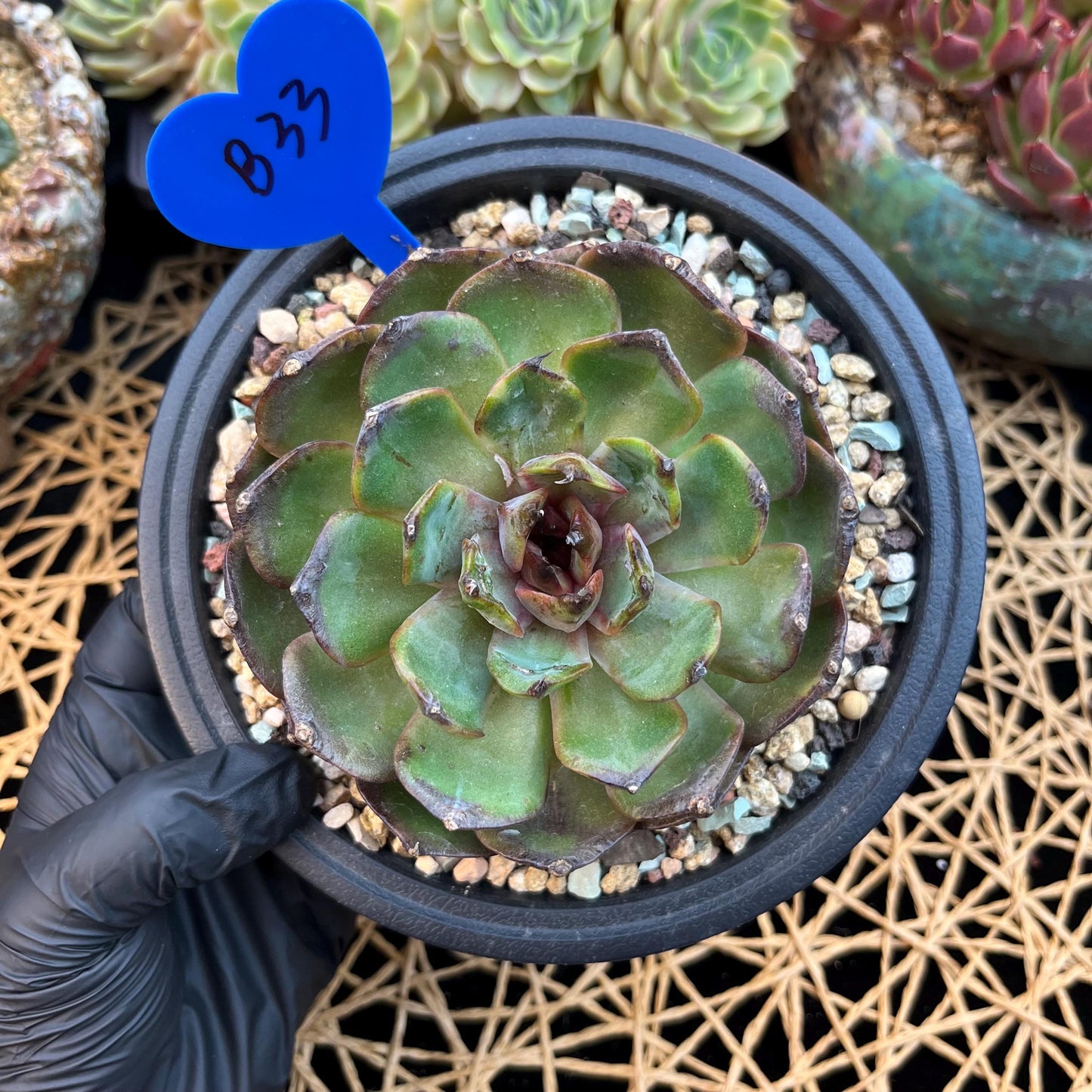 Echeveria  ‘bloody orange.’, 3.6inches, B33