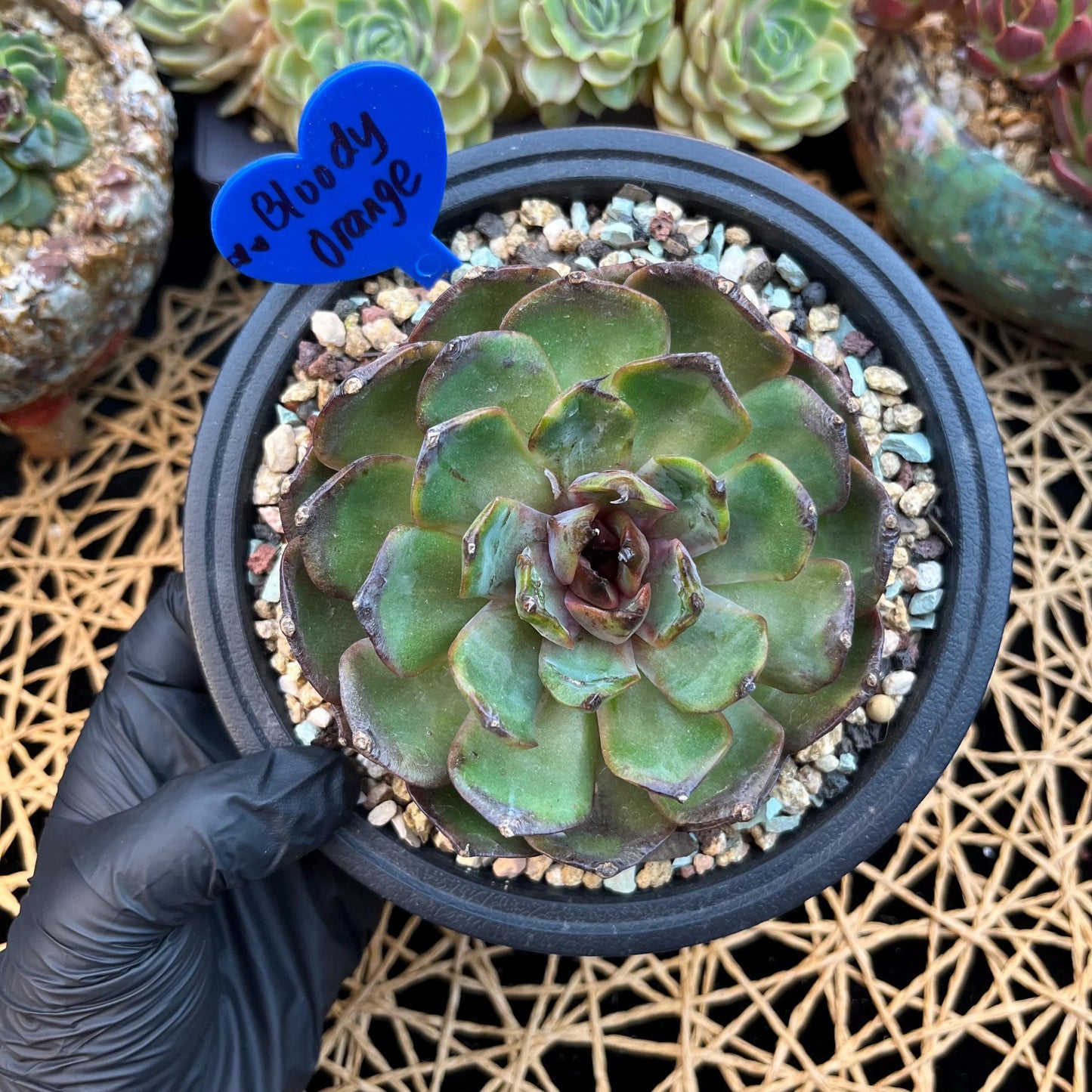 Echeveria  ‘bloody orange.’, 3.6inches, B33